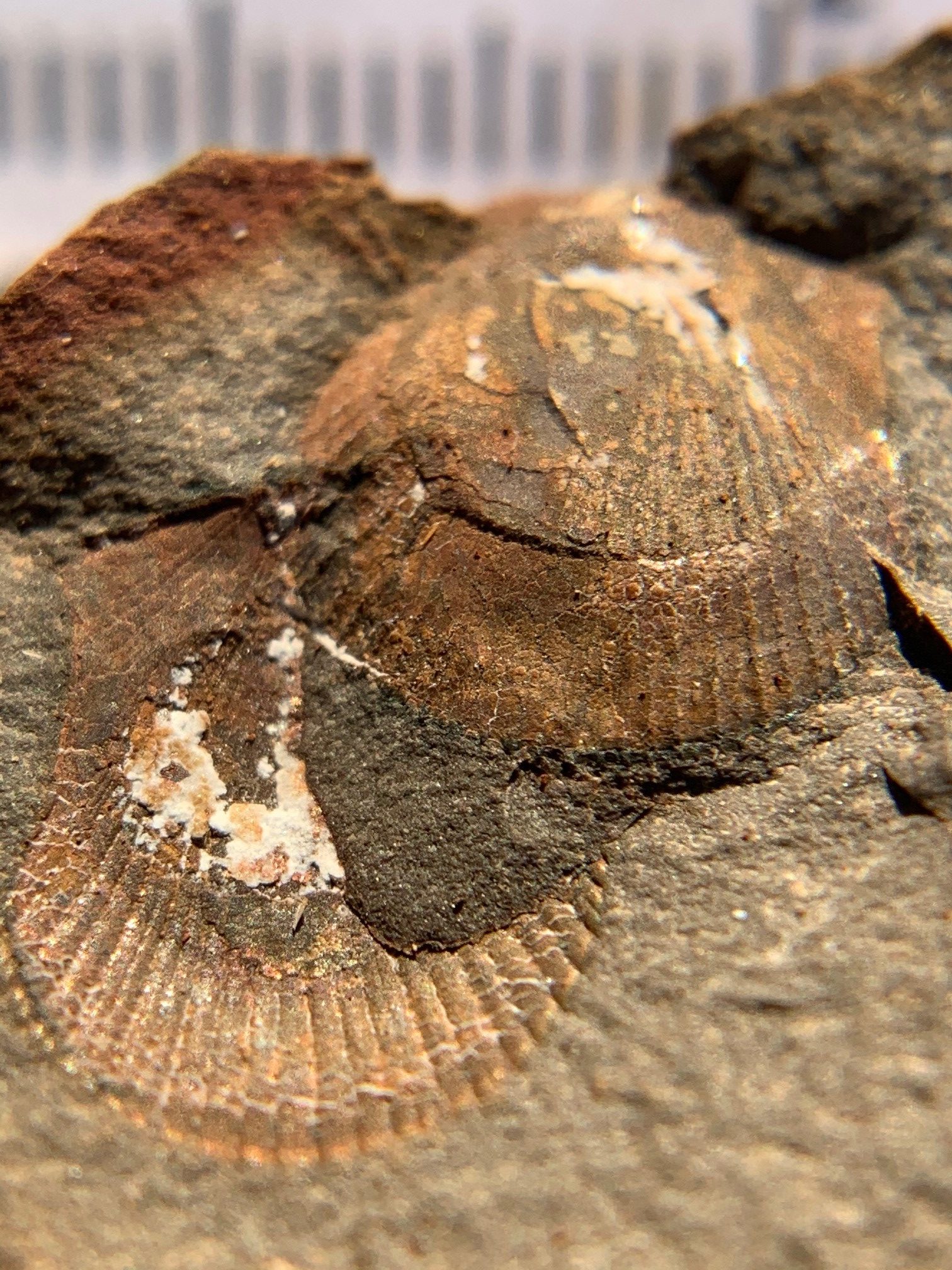 Fossil Friday #44: Braceville Scallop