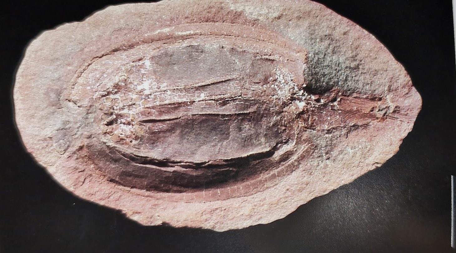 Mazon Monday #291: Dithyrocaris sp.