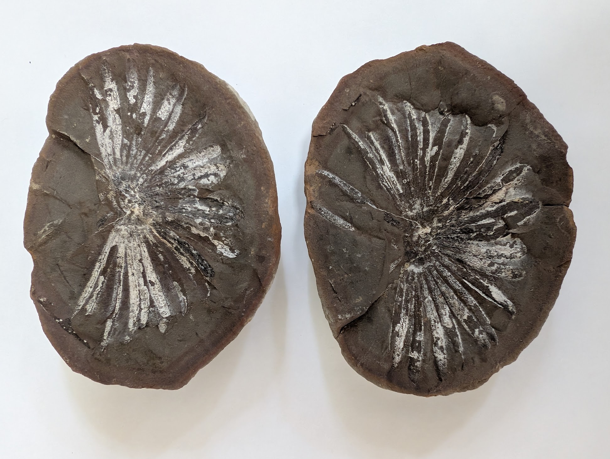 Fossil Friday 292: Annularia inflata From the Past