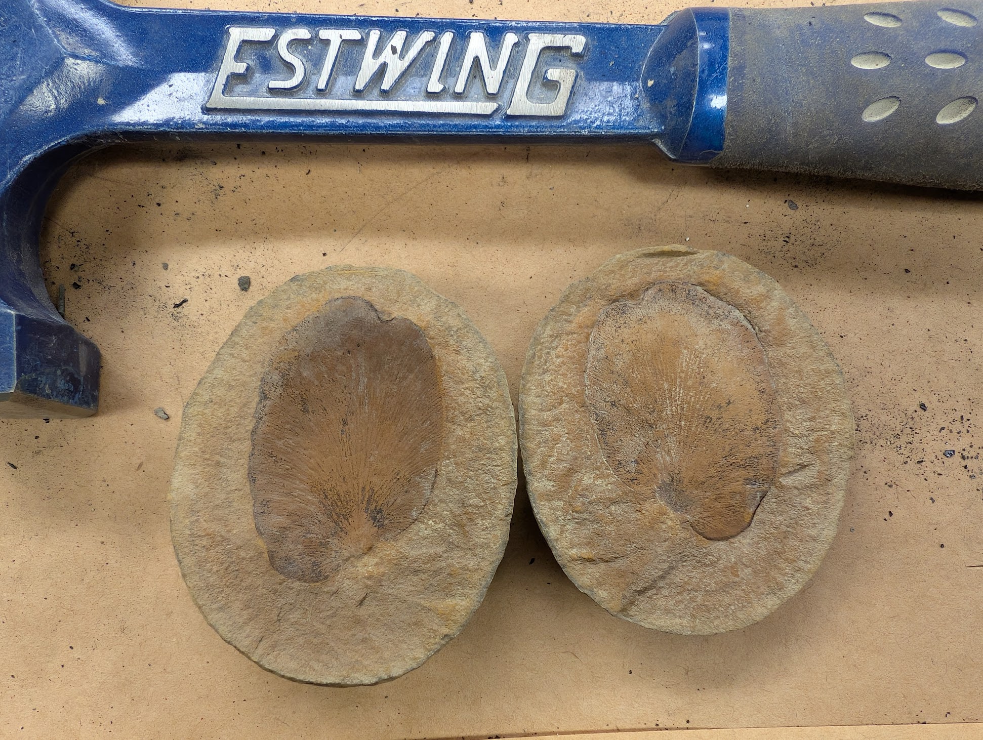 Fossil Friday #290: Cyclopteris orbicularis