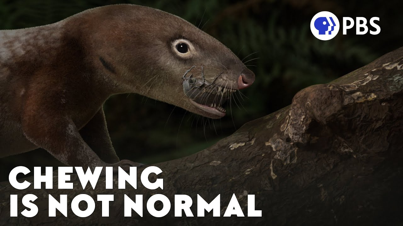 PBS Eons: How Chewing May Have Beat Extinction
