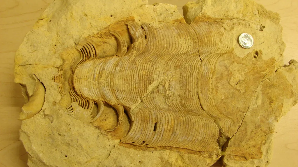 Video for ESCONI November 2025 Paleontology Study Group Meeting – “Gonioceras: A Most Unusual Cephalopod”