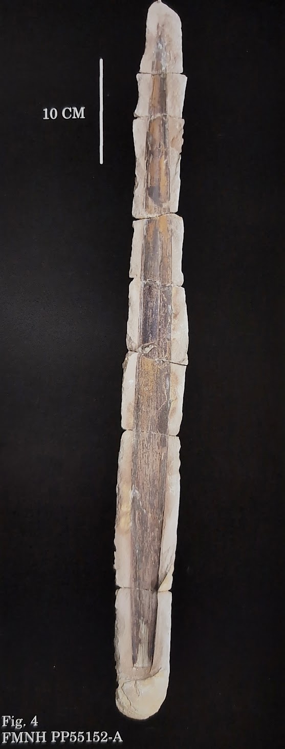 Mazon Monday #299: Cordaites borassifolius