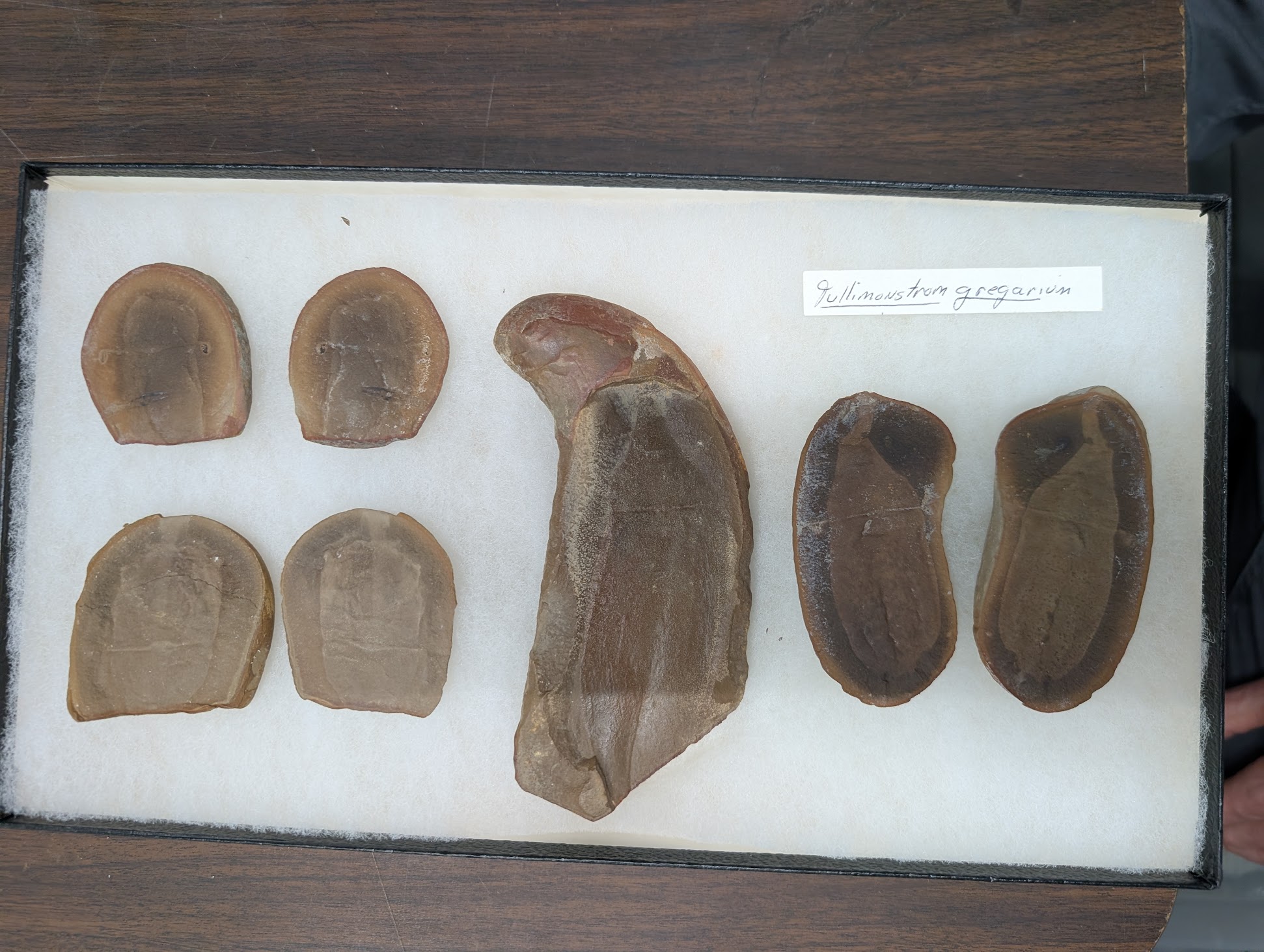 2026 ESCONI Gem, Mineral, and Fossil Show – Preview #1: Tully Monsters