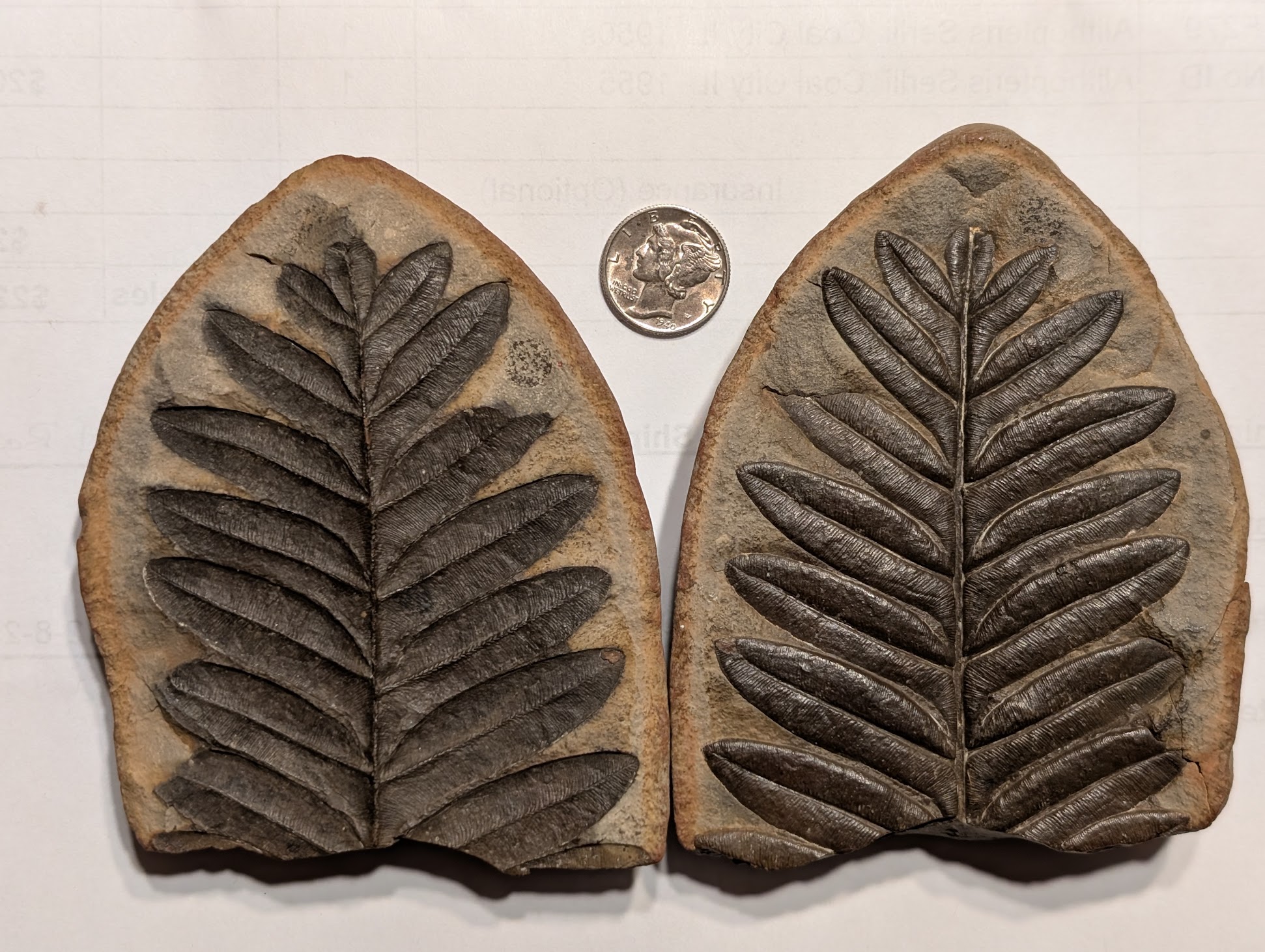 Fossil Friday #297: Alethopteris serlii