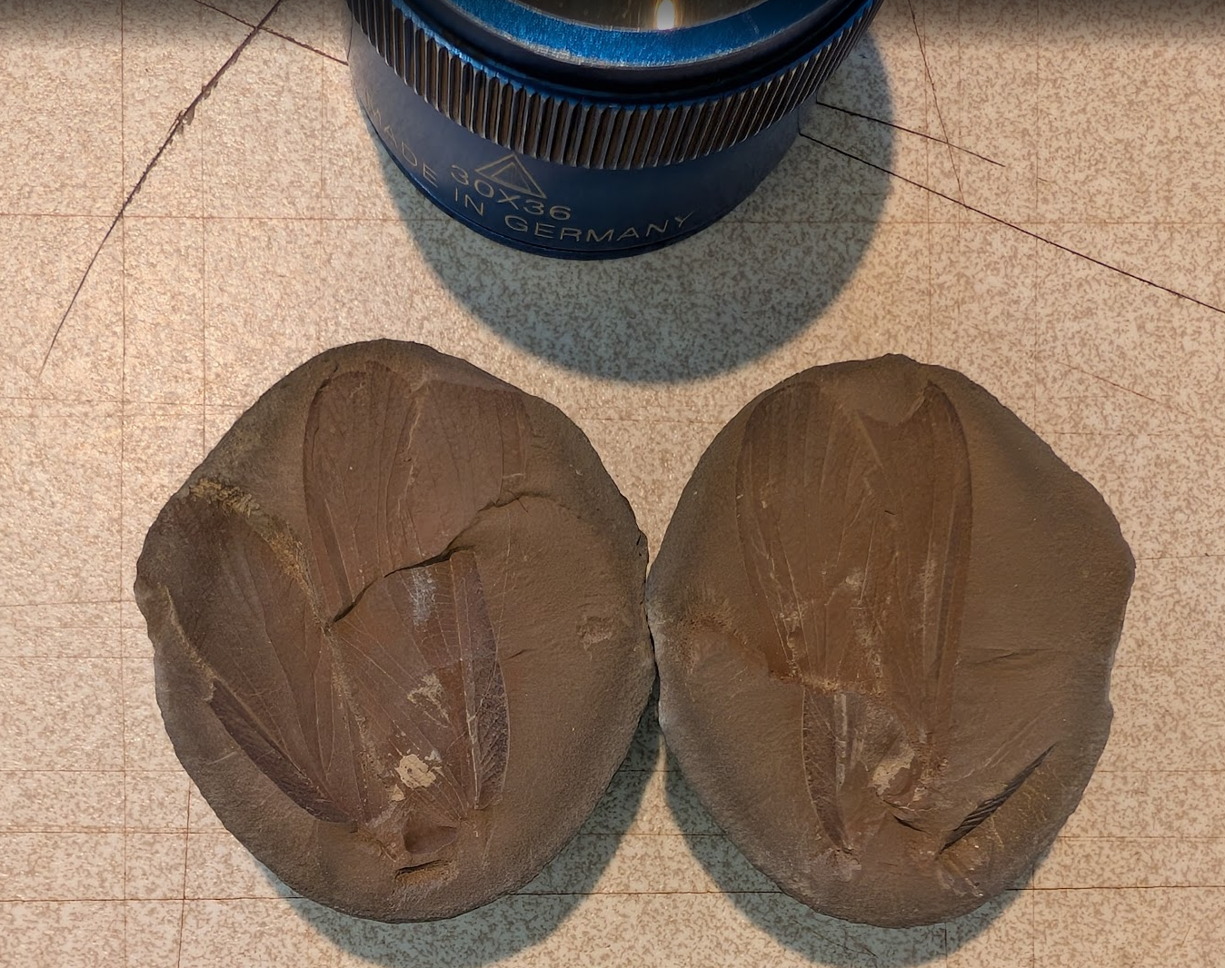 Fossil Friday #294: Phenopterum briggsi