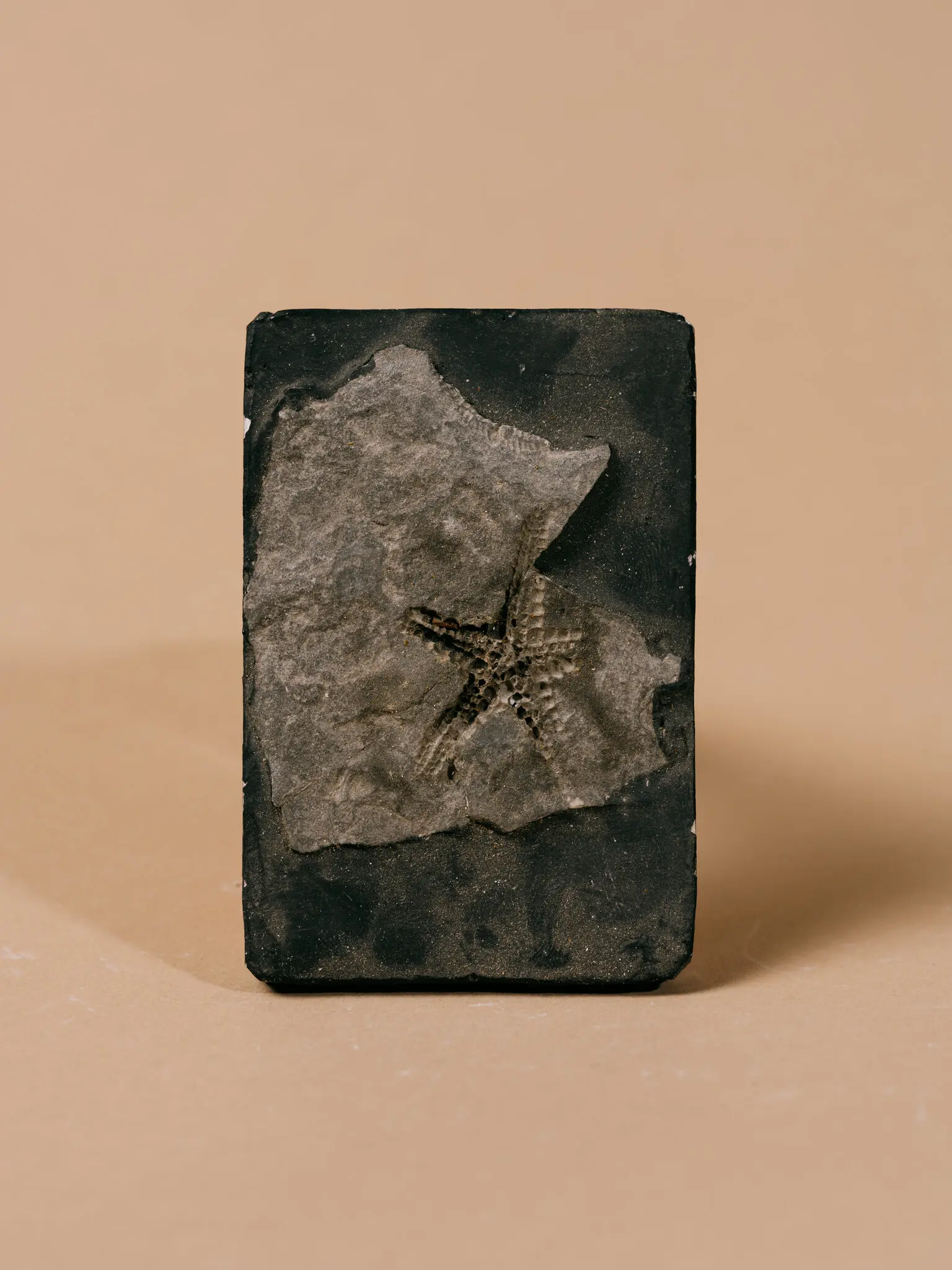 An Engine of Fossil Discovery Fights Its Own Extinction