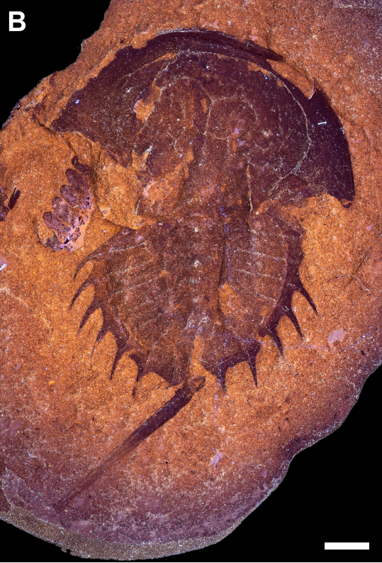 Mazon Monday #300: Mazon Creek horseshoe crab fossil shows evidence of ancient algal or parasitic infestation