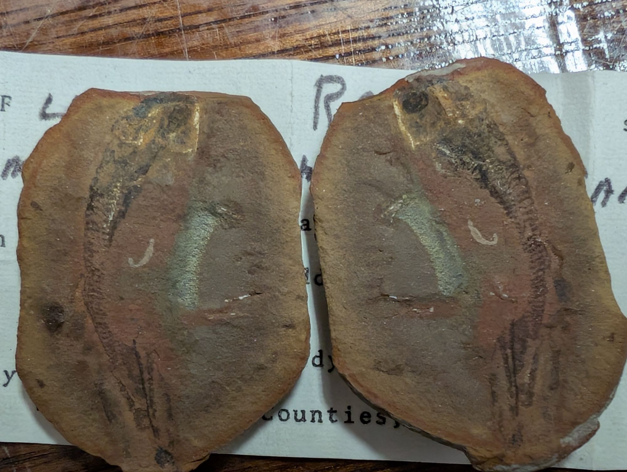 Fossil Friday #295: Juvenile Dvinosaur From Mazon Creek