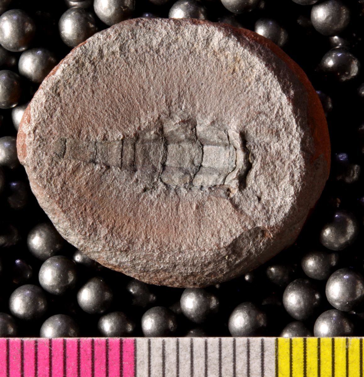 Mazon Monday #303: Smithixerxes juliarum