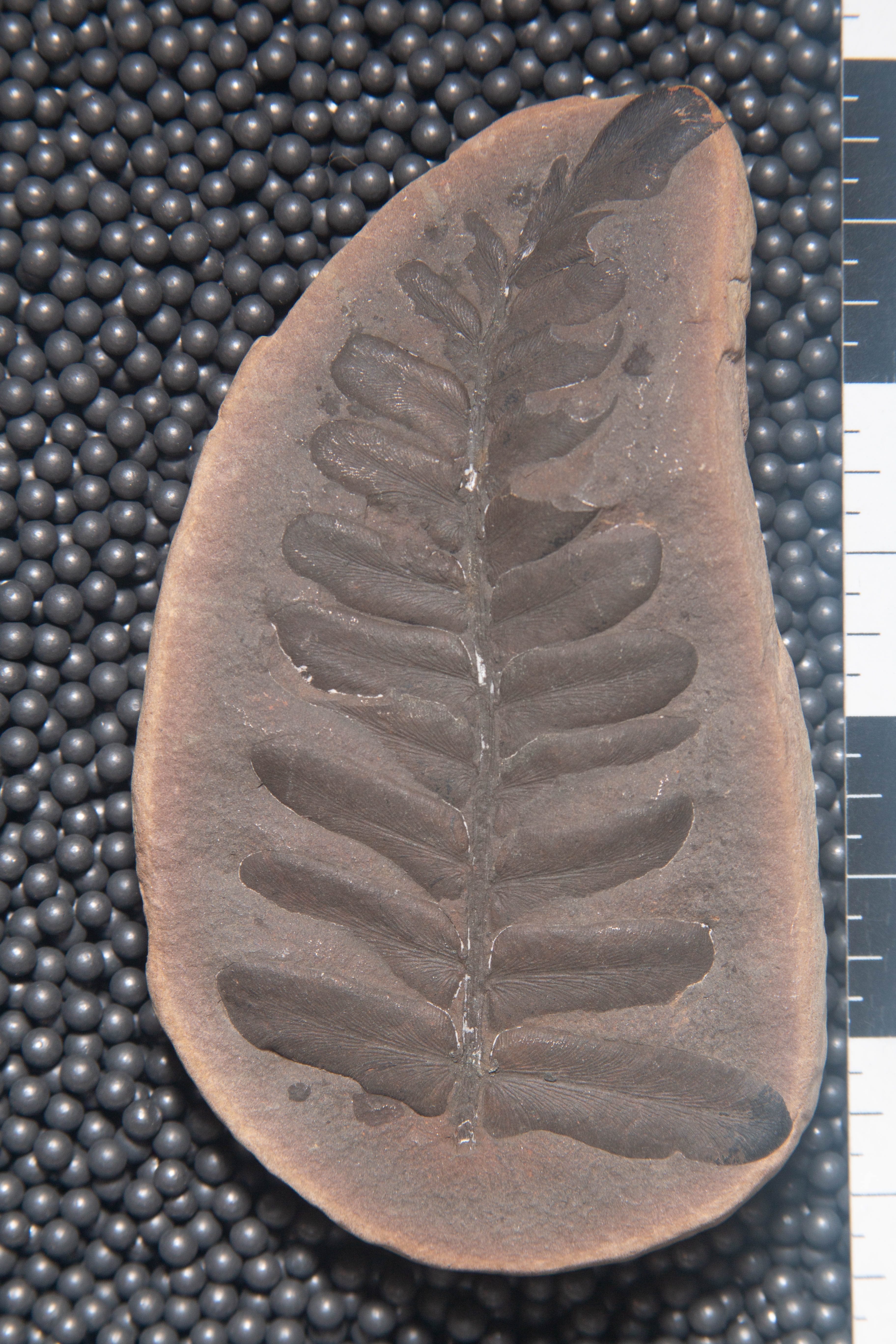 Mazon Monday #85: Neuropteris ovata