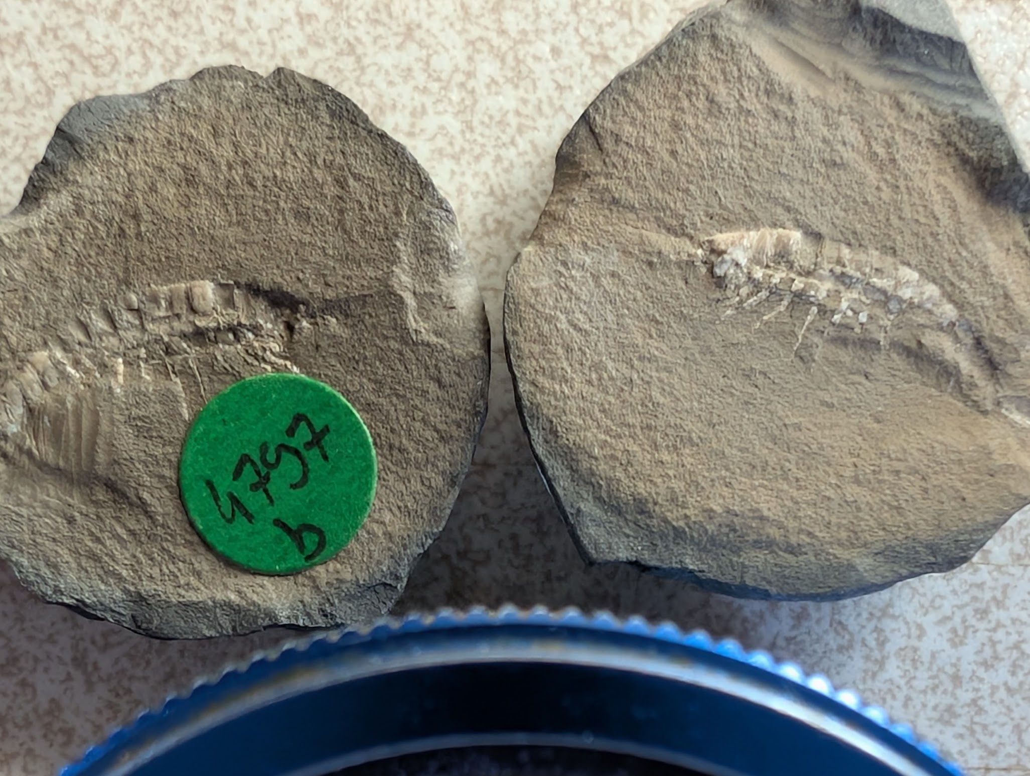 Fossil Friday #301: French Palaeocaris