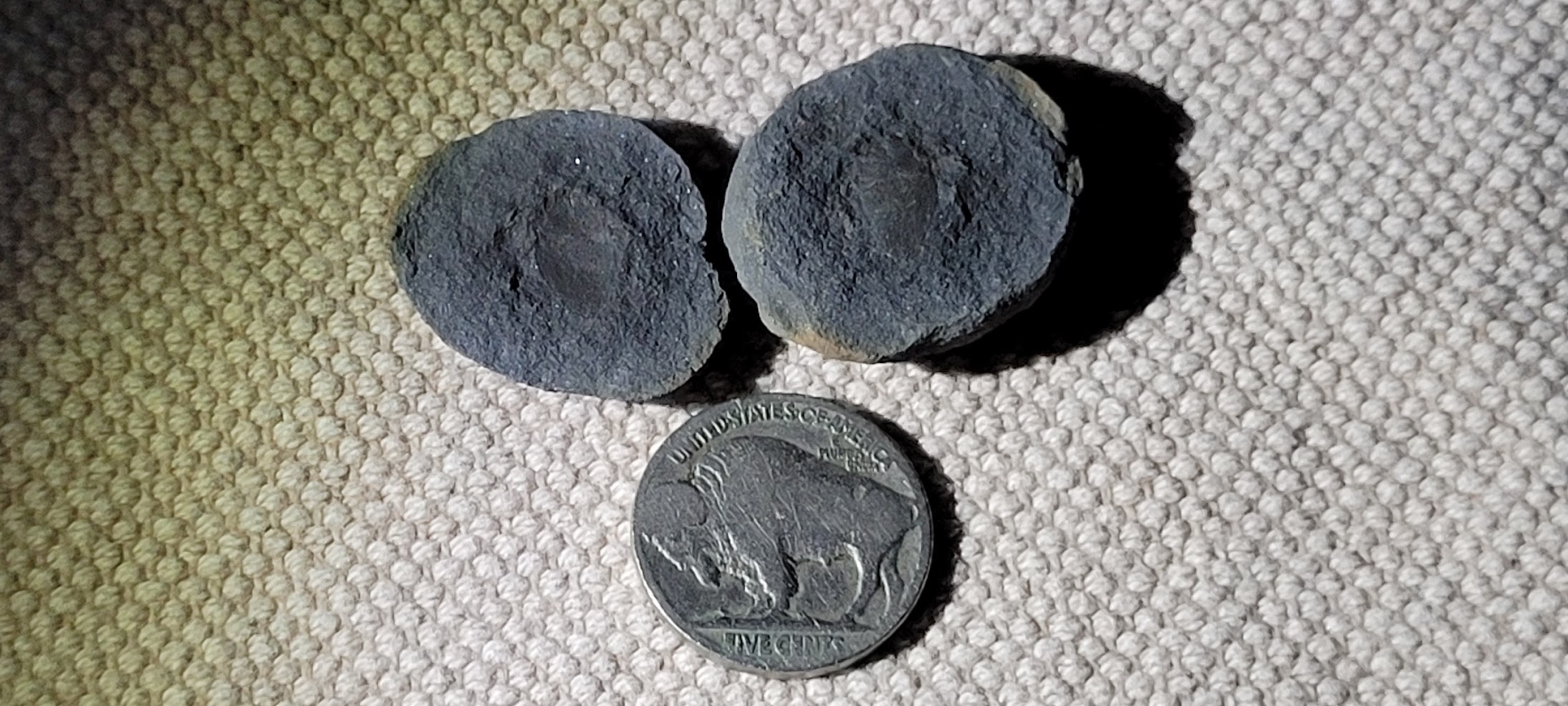 Fossil Friday #300: Orthotarbus robustus from the River