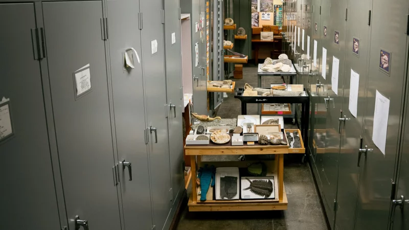 NPR Short Wave: The dinosaur secrets found in the archives of a natural history museum