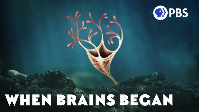 PBS Eons: How Brawn Led to Brains