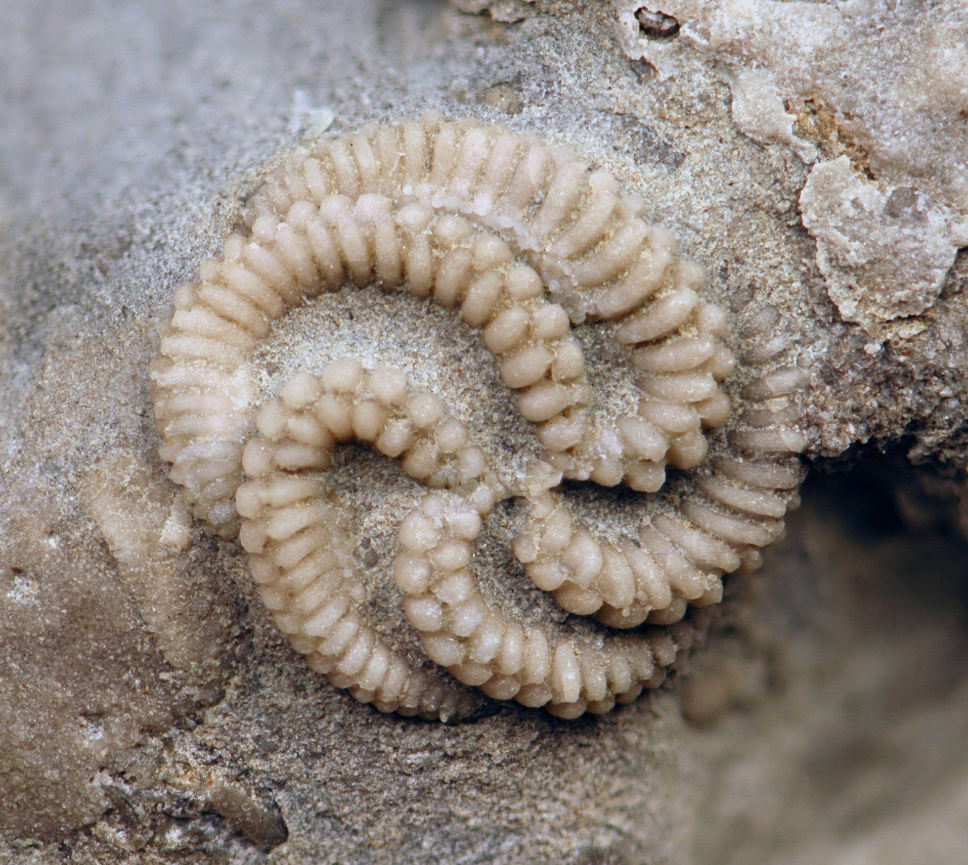 ESCONI January 2026 Paleontology Meeting – January 17th, 2026 at 7:30 PM – “Getting Lost Can Lead to Treasure – Edrioasteroids”