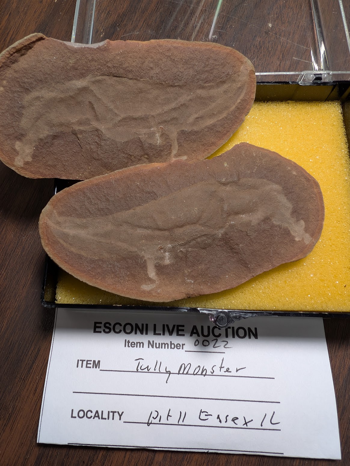2026 ESCONI Gem, Mineral, and Fossil Show – Preview #8: A Tully Monster on Pit 11’s Opening Day!
