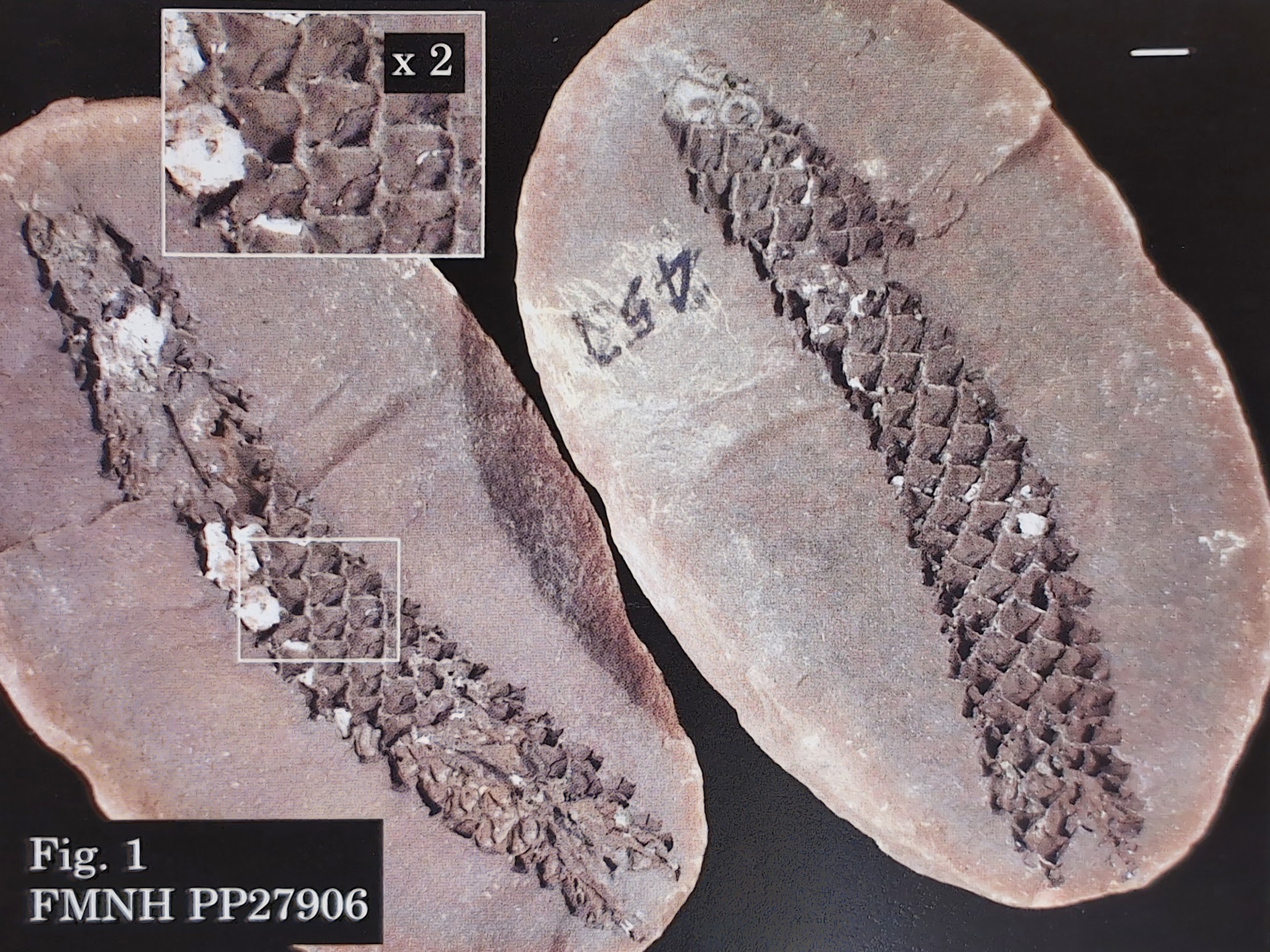 Mazon Monday #316: Sublepidophloios protuberans