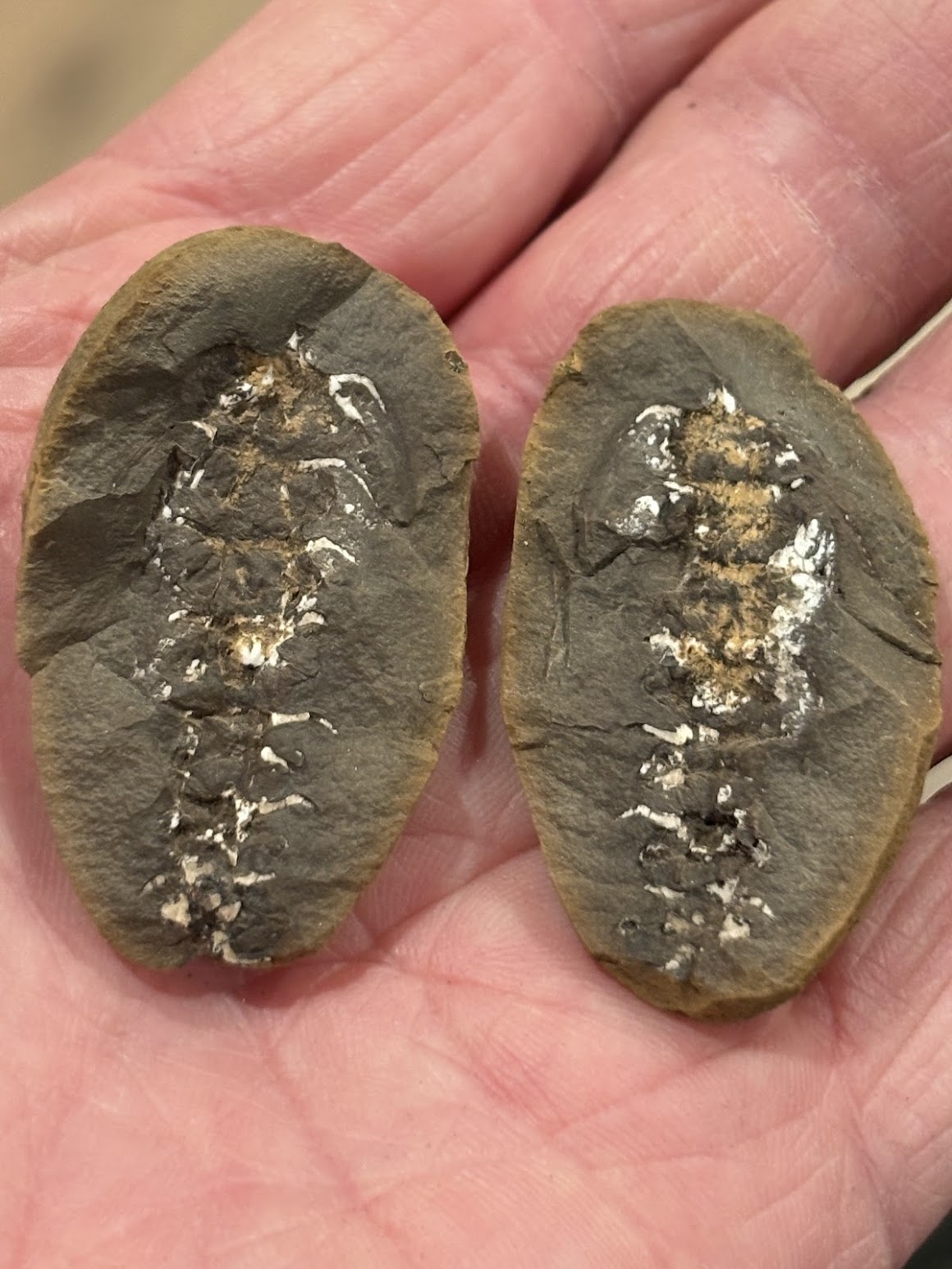 Fossil Friday #307: Euphoberia sp. From Pit 11