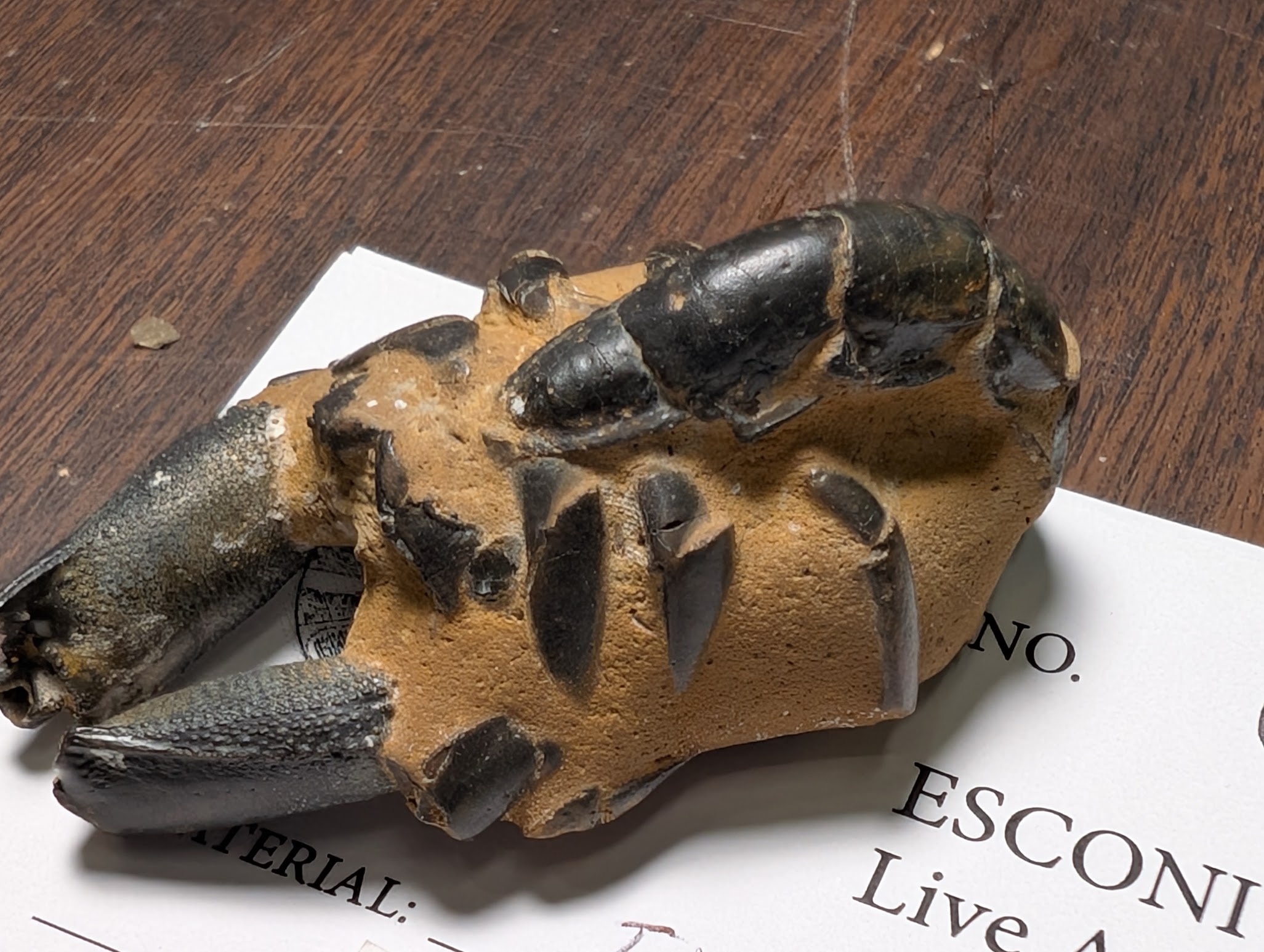 2026 ESCONI Gem, Mineral, and Fossil Show – Preview #21: Thalassina anomala from Gunn Point, N. T., Australia