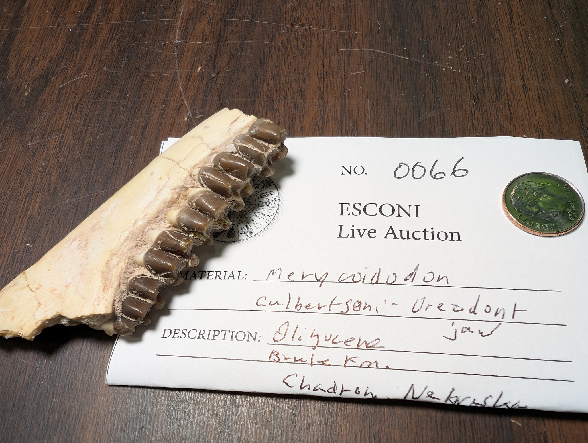 2026 ESCONI Gem, Mineral, and Fossil Show – Preview #10: Merycoidodon (Oreodon) Jaw