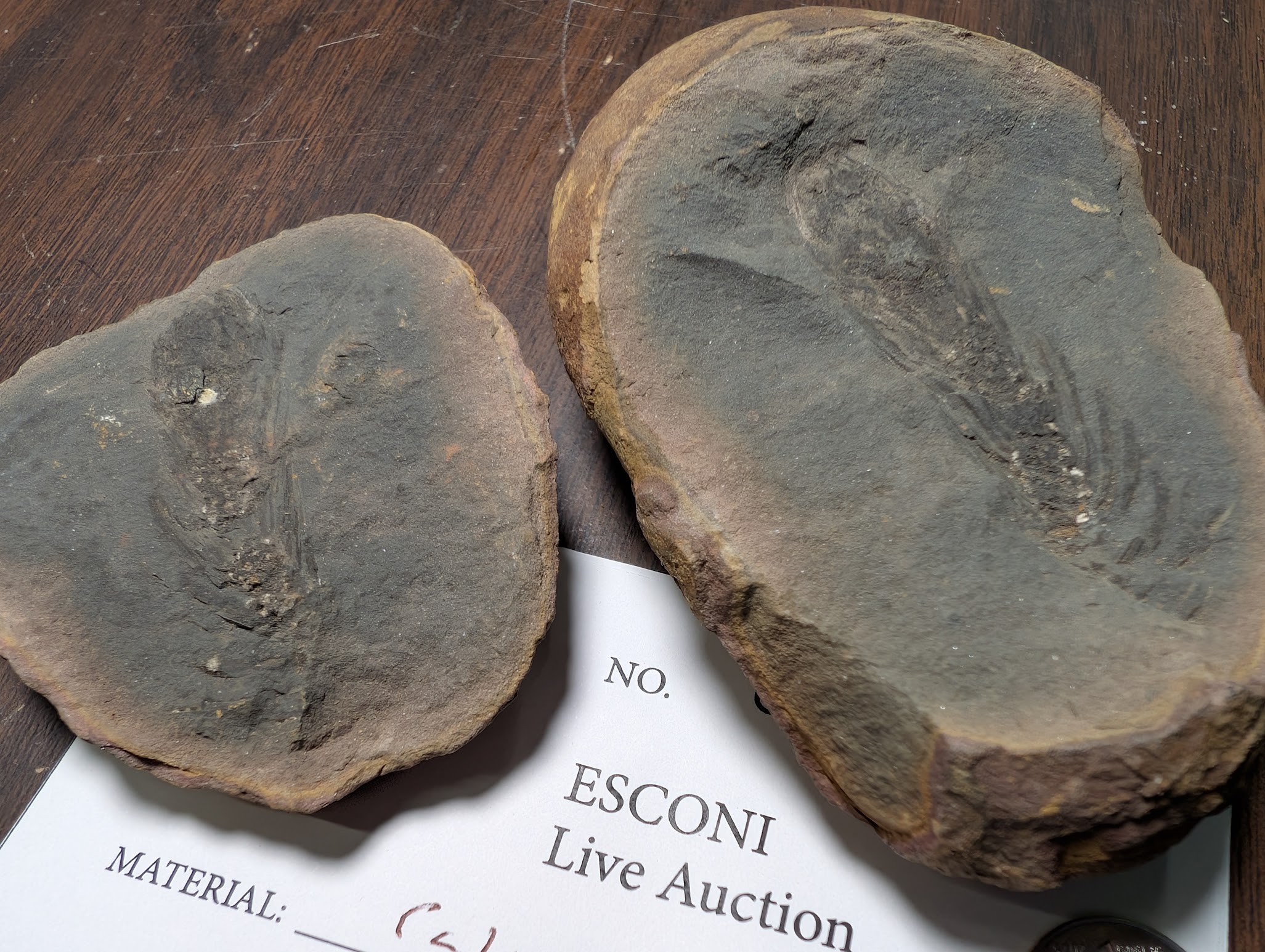 2026 ESCONI Gem, Mineral, and Fossil Show – Preview #25: Calomostachys Cone