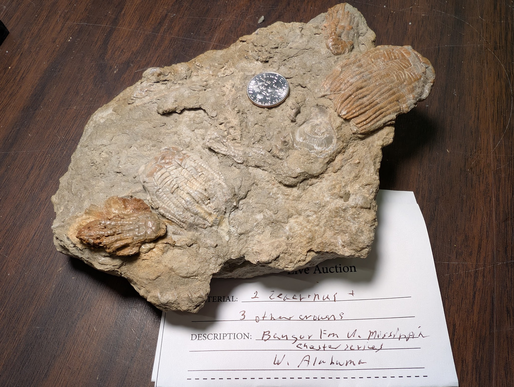 2026 ESCONI Gem, Mineral, and Fossil Show – Preview #12: Crinoids from the Bangor Formation in Alabama