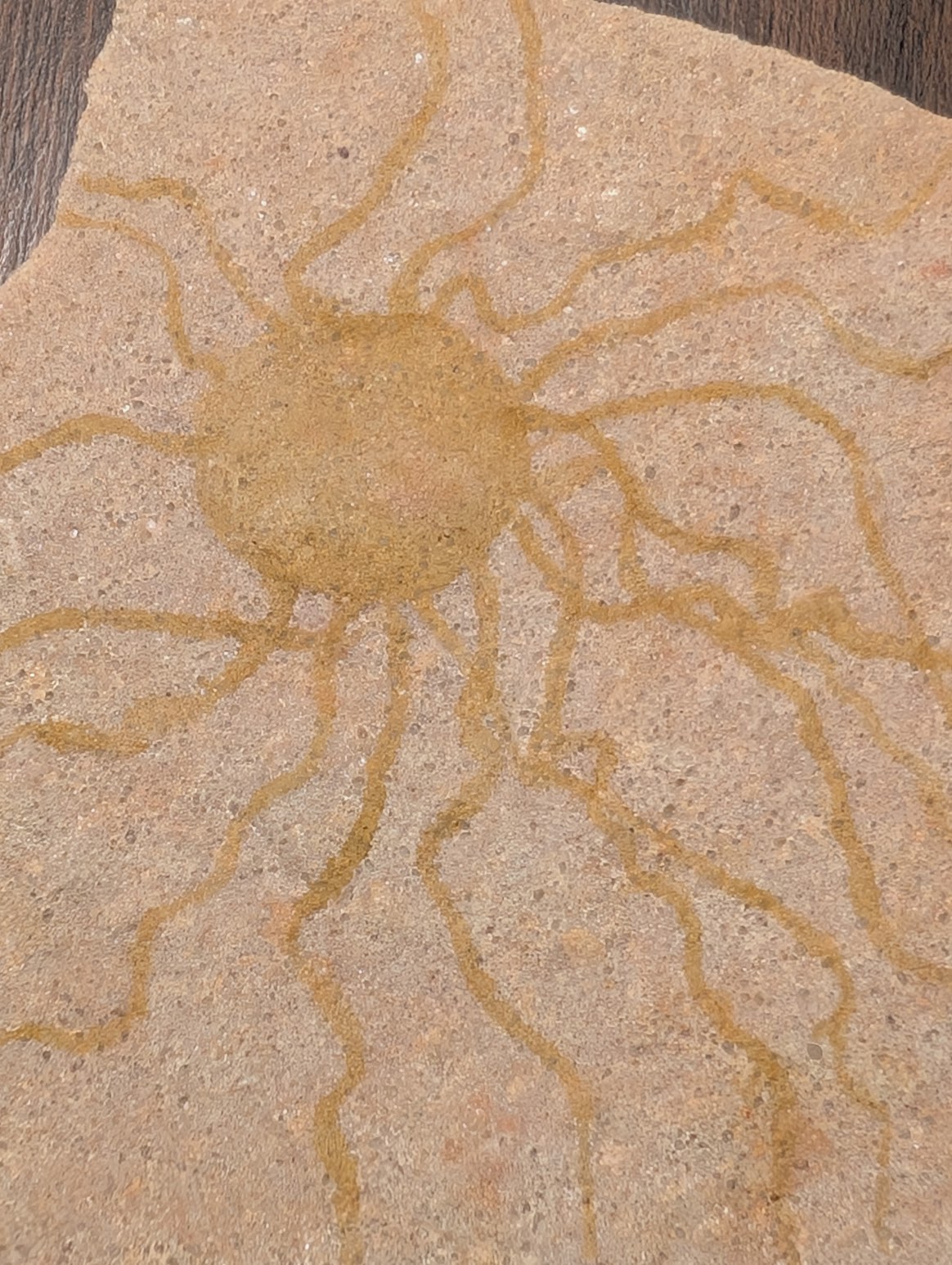 2026 ESCONI Gem, Mineral, and Fossil Show – Preview #27: Rare Wisconsin Jellyfish from Marathon County, Wisconsin