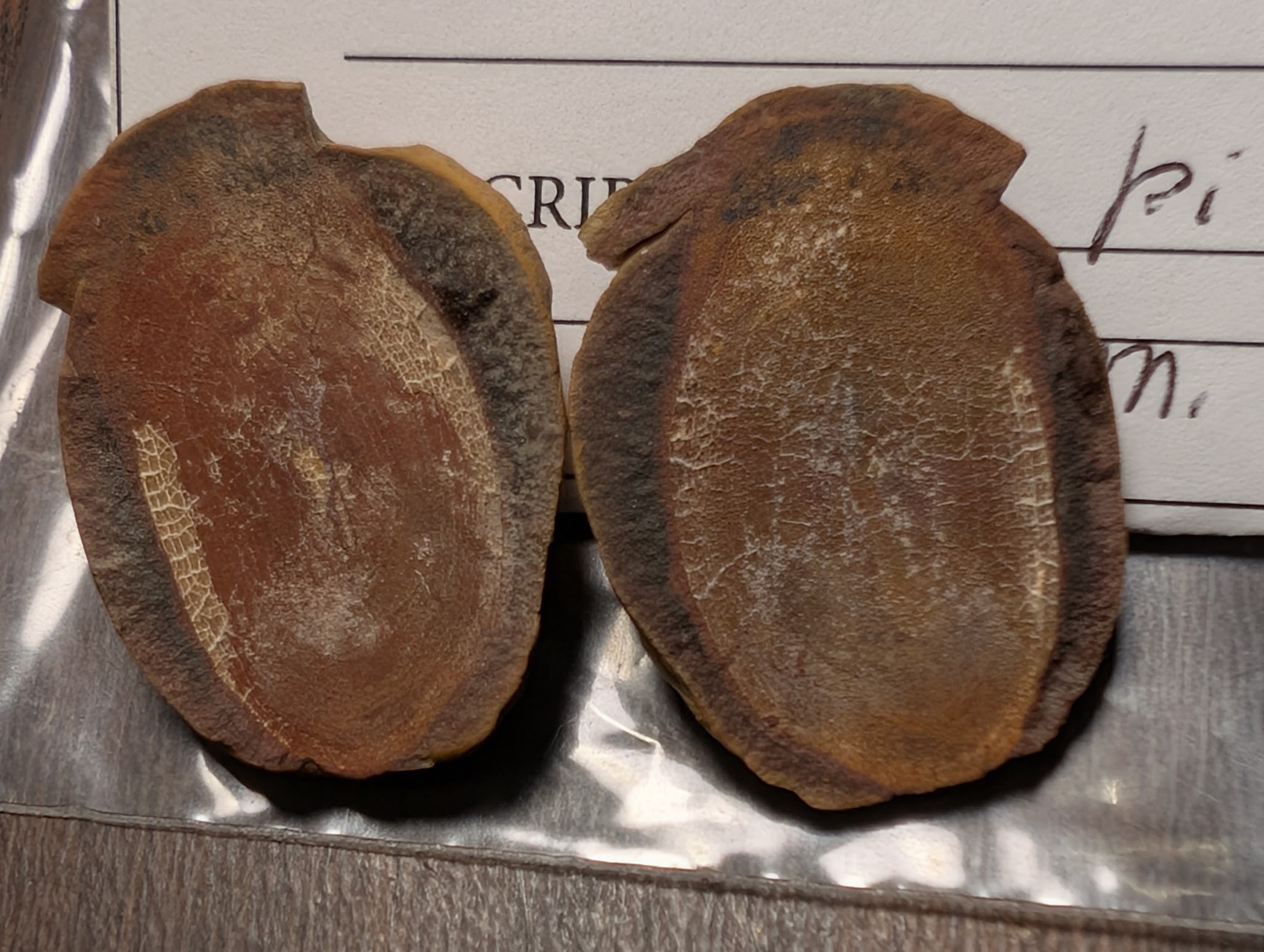 2026 ESCONI Gem, Mineral, and Fossil Show – Preview #28: Coelocanth Scale from Pit 11