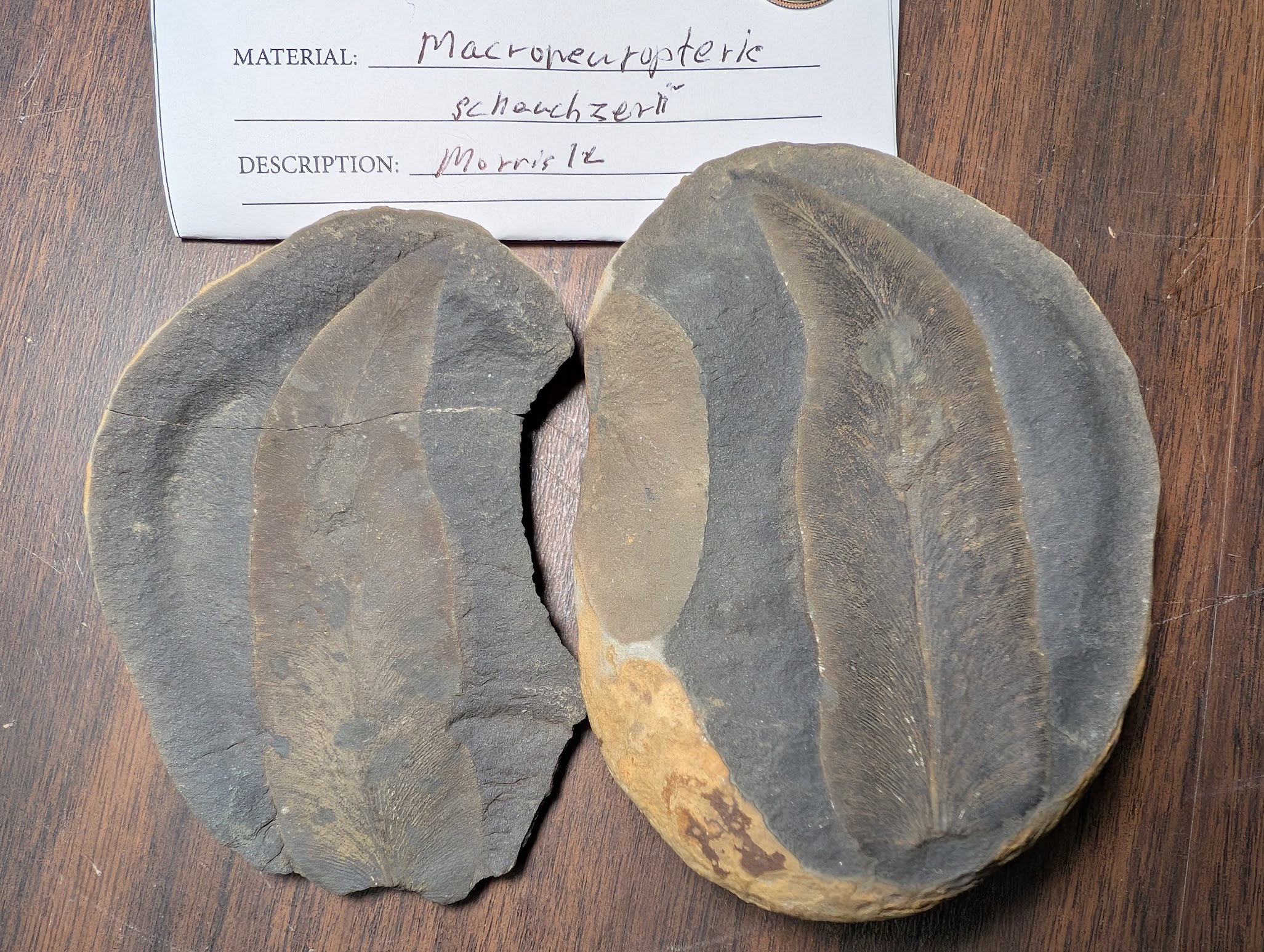2026 ESCONI Gem, Mineral, and Fossil Show – Preview #15: Macroneuropteris scheuchzeri