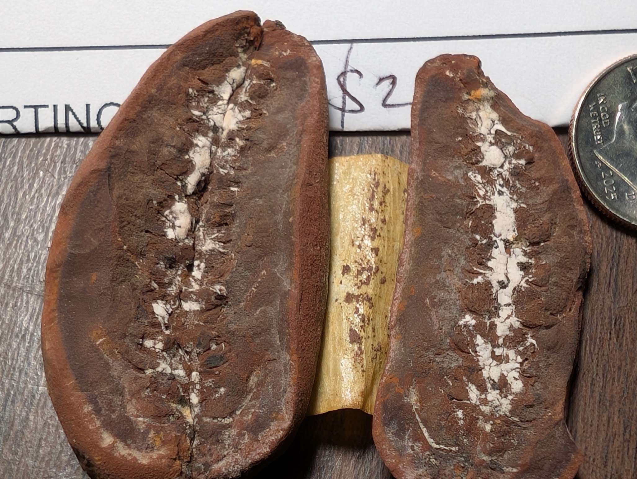 2026 ESCONI Gem, Mineral, and Fossil Show – Preview #16: Calamostachys Cone