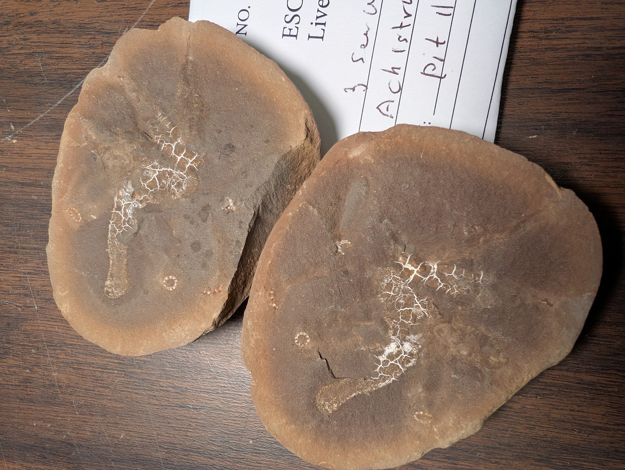 2026 ESCONI Gem, Mineral, and Fossil Show – Preview #30: Mazon Creek Achistrum, sp. Colony