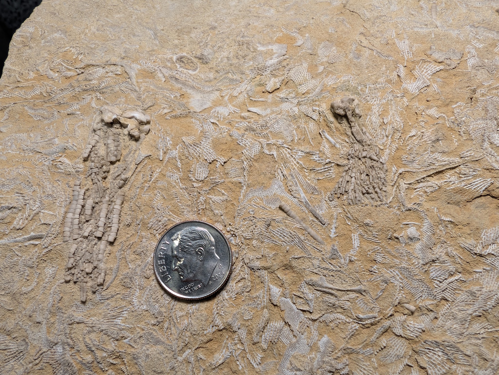 2026 ESCONI Gem, Mineral, and Fossil Show – Preview #31: Crinoid Plate from the Bangor Formation in Northern Alabama