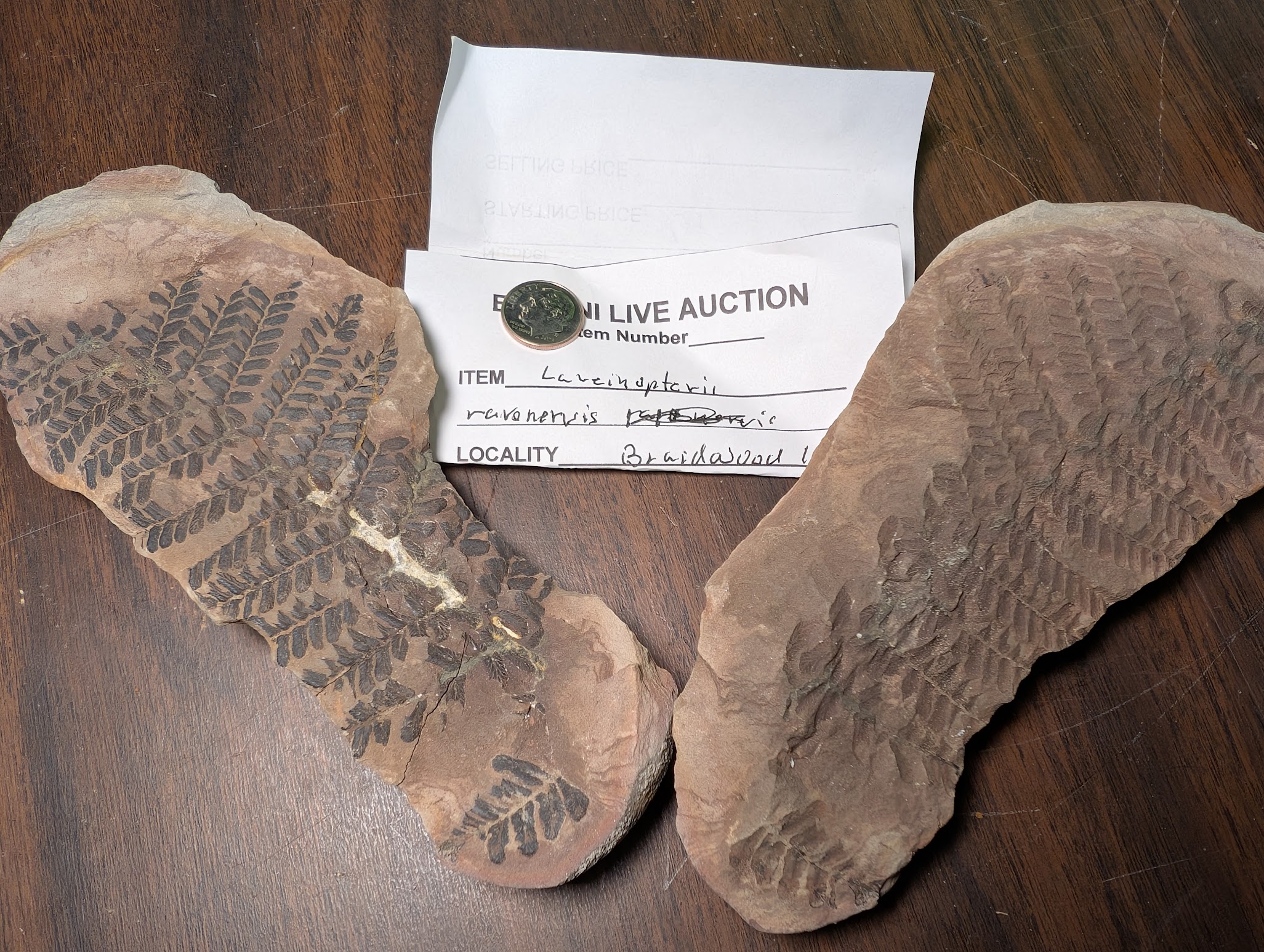 2026 ESCONI Gem, Mineral, and Fossil Show – Preview #33: Laveineopteris rarinervis from Mazon Creek