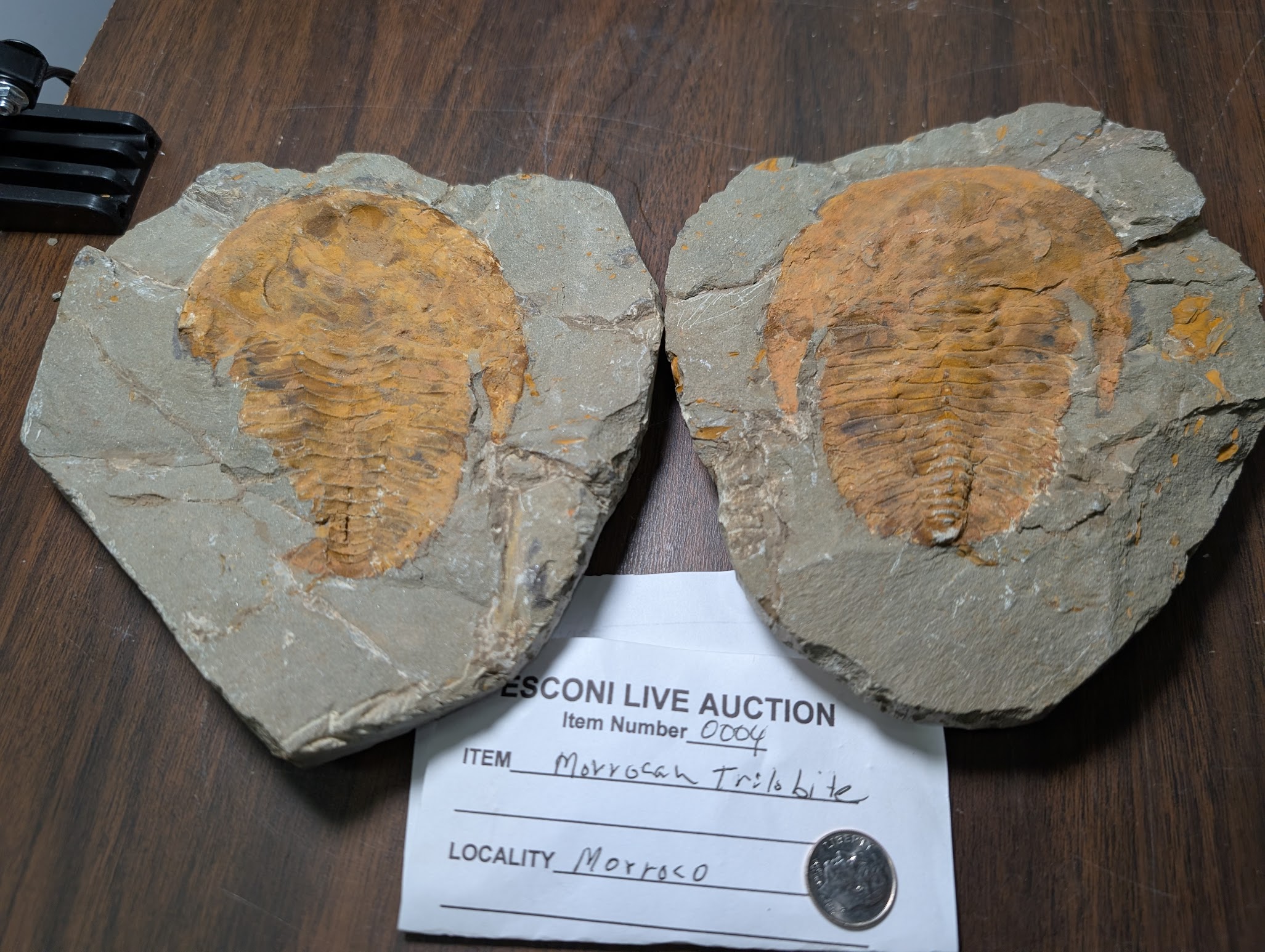 2026 ESCONI Gem, Mineral, and Fossil Show – Preview #34: Giant Moroccan Trilobite