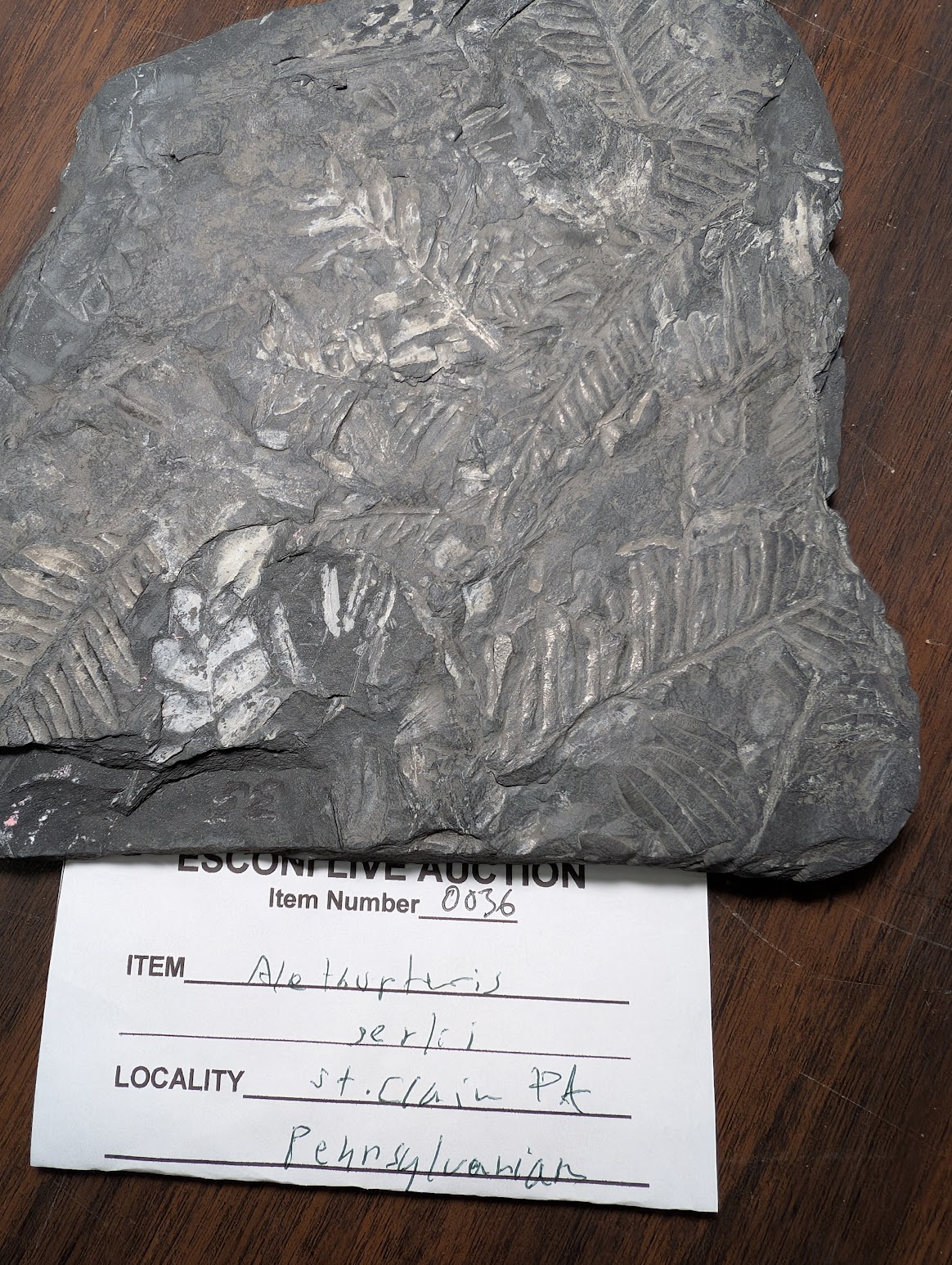 2026 ESCONI Gem, Mineral, and Fossil Show – Preview #37: Alethopteris serlii from St. Clair, Pennsylvania