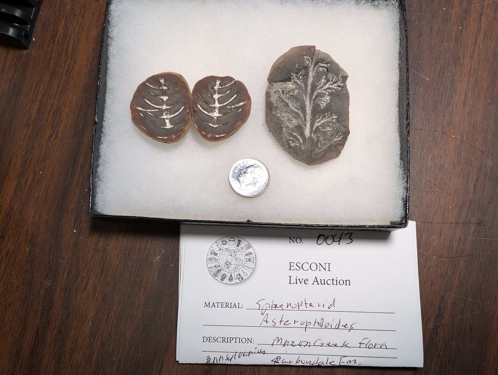 2026 ESCONI Gem, Mineral, and Fossil Show – Preview #40: Mazon Creek Asterophyllites and a Sphenopterid in a Riker Mount