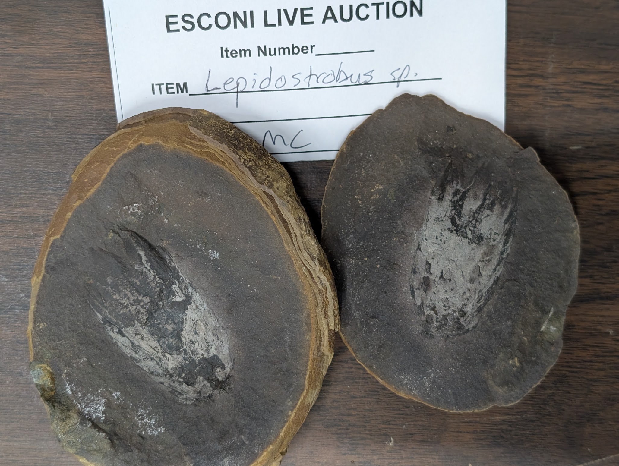 2026 ESCONI Gem, Mineral, and Fossil Show – Preview #18: Lepidostrobus, sp. Cone