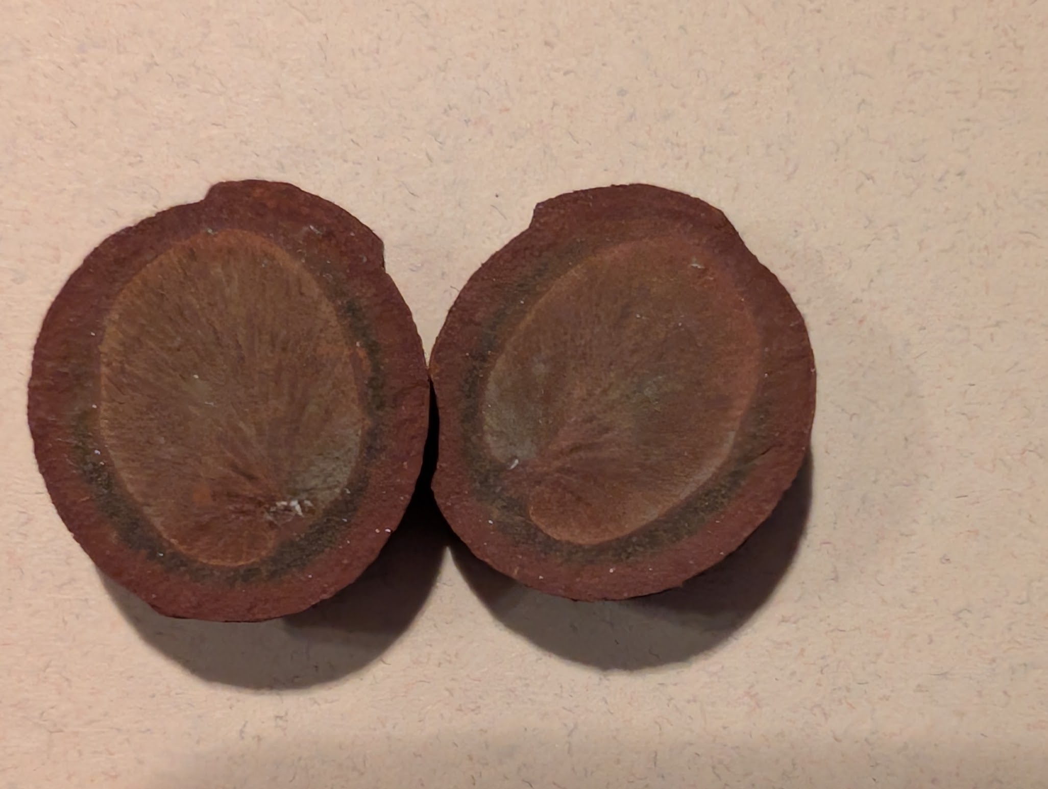 Fossil Friday #308: Beautiful things in small packages…