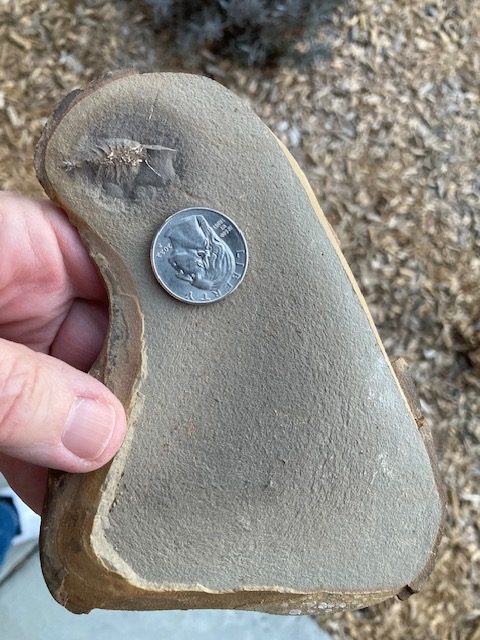 Fossil Friday #309: Acanthotelson stimpsoni