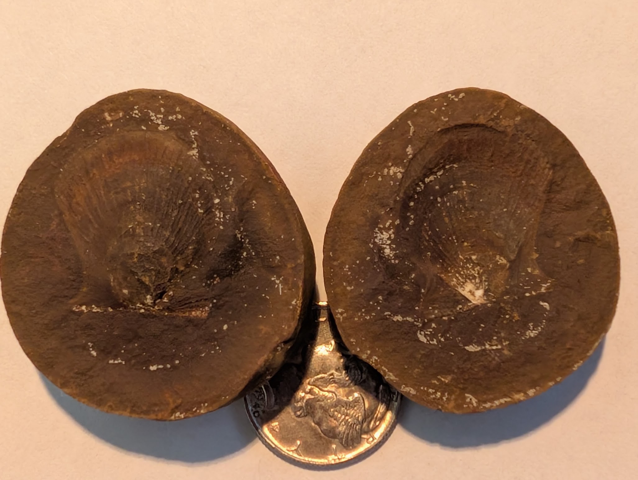 Fossil Friday #310: Mazon Creek Scallop
