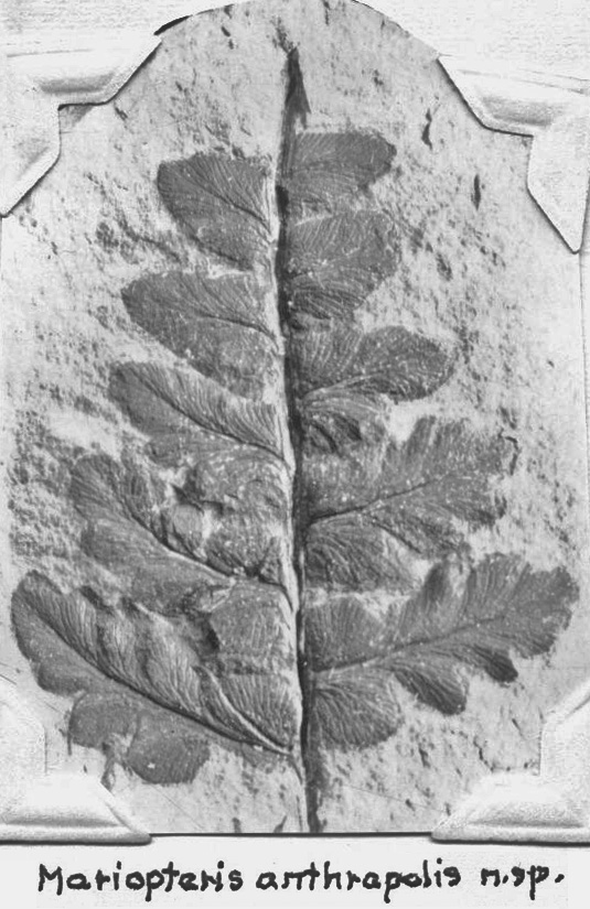 Mazon Monday #318: Eusphenopteris neuropteroides