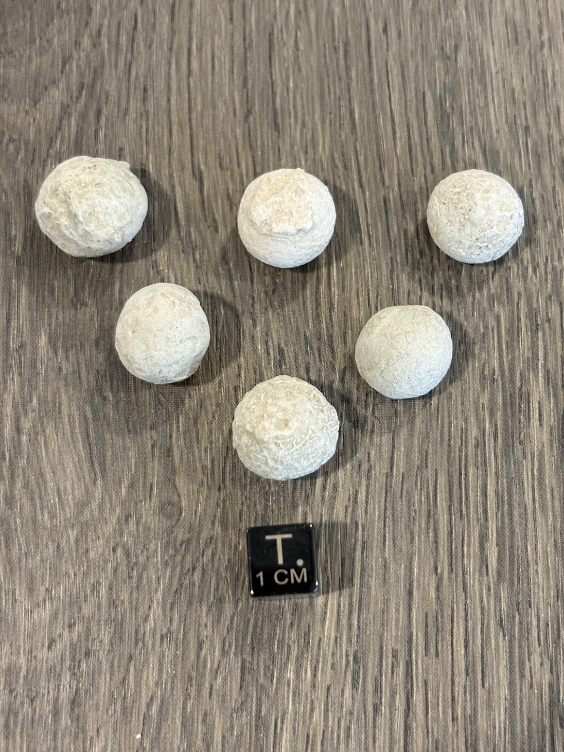 Fossil Friday #311: Dung Beetle Balls from the Oligocene