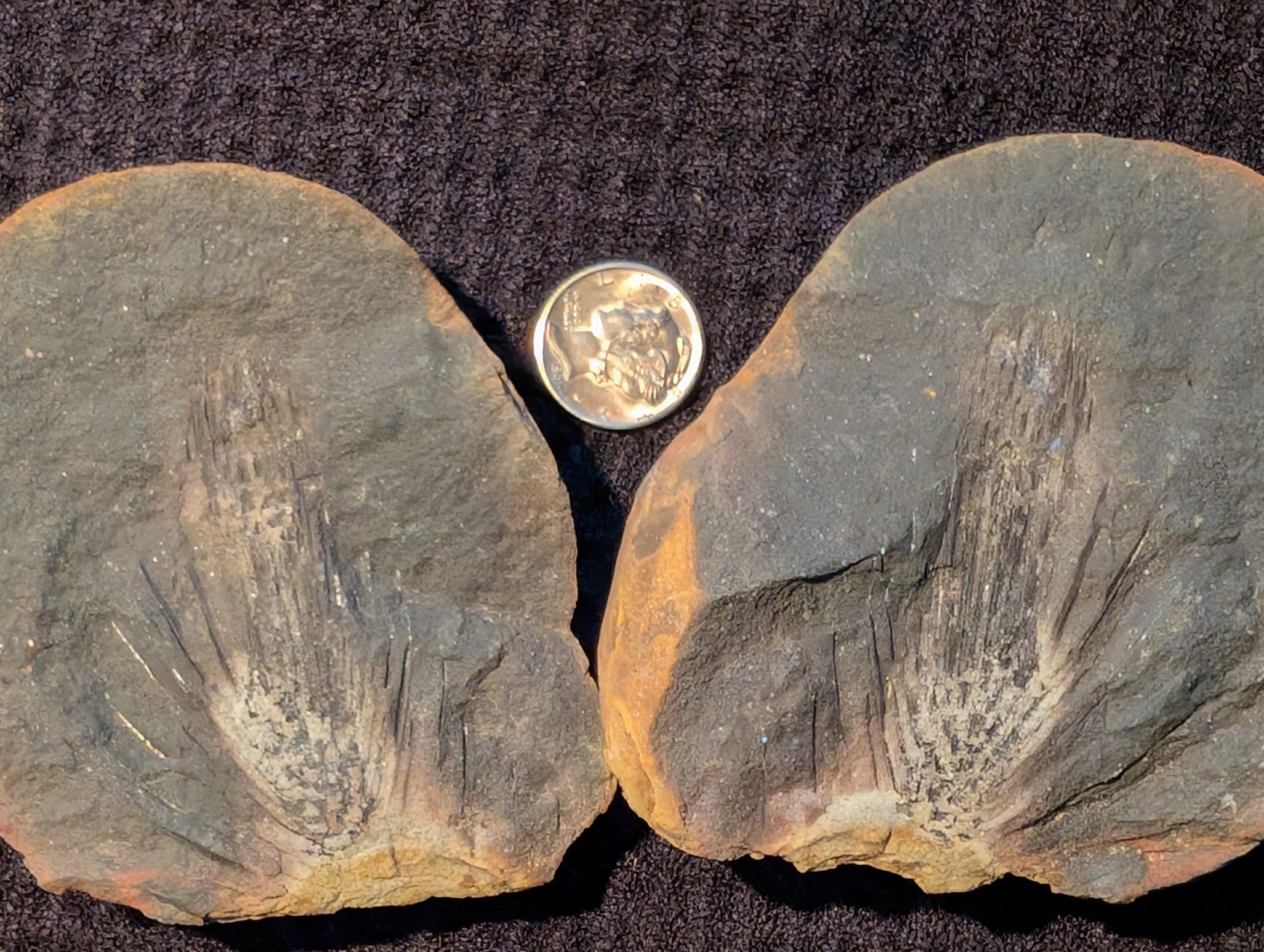 Fossil Friday #312: Sublepidophloios protuberans with a spray of Cyperites bicarinatus