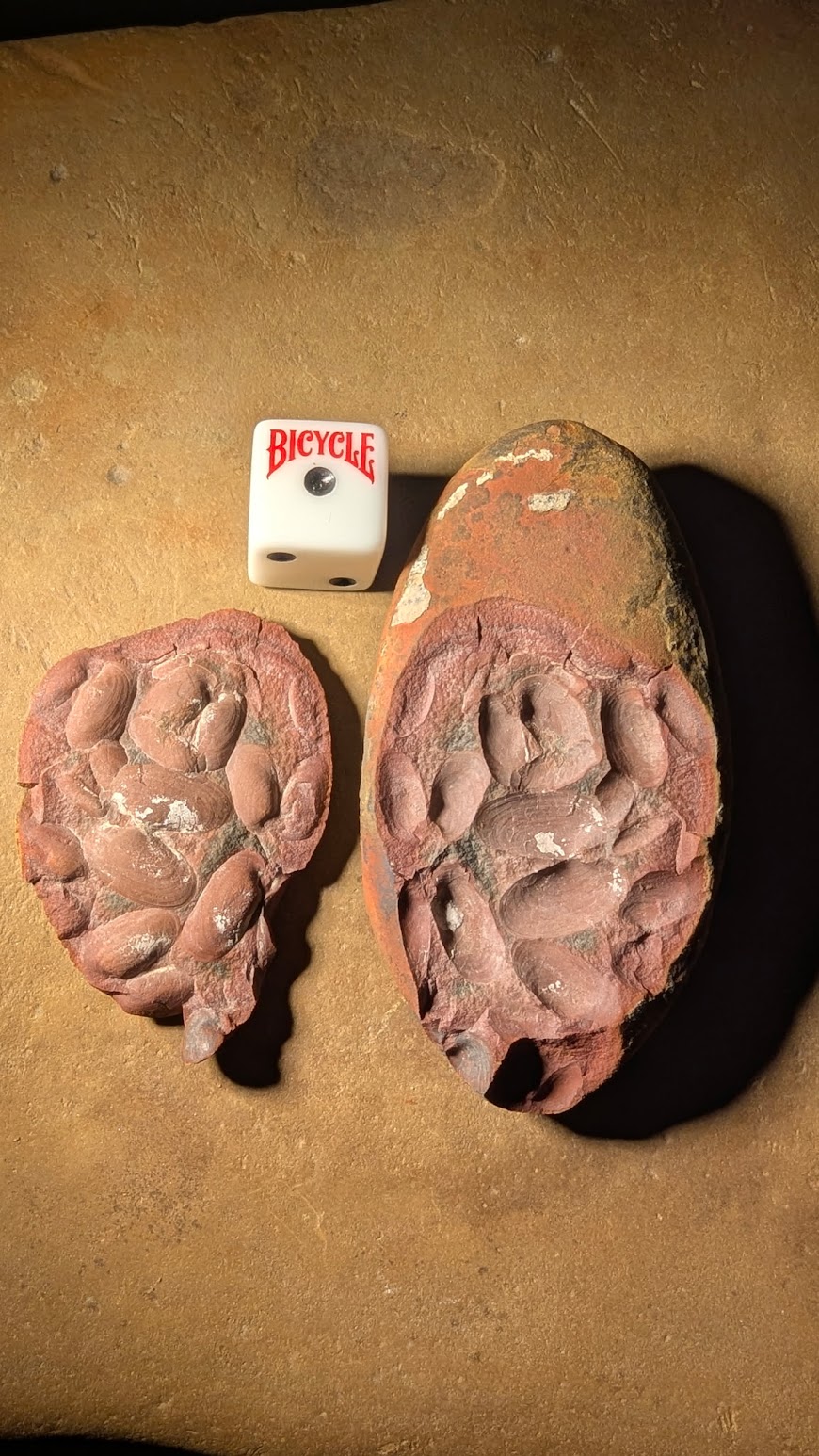 Fossil Friday #313: Mazonomya mazonensis