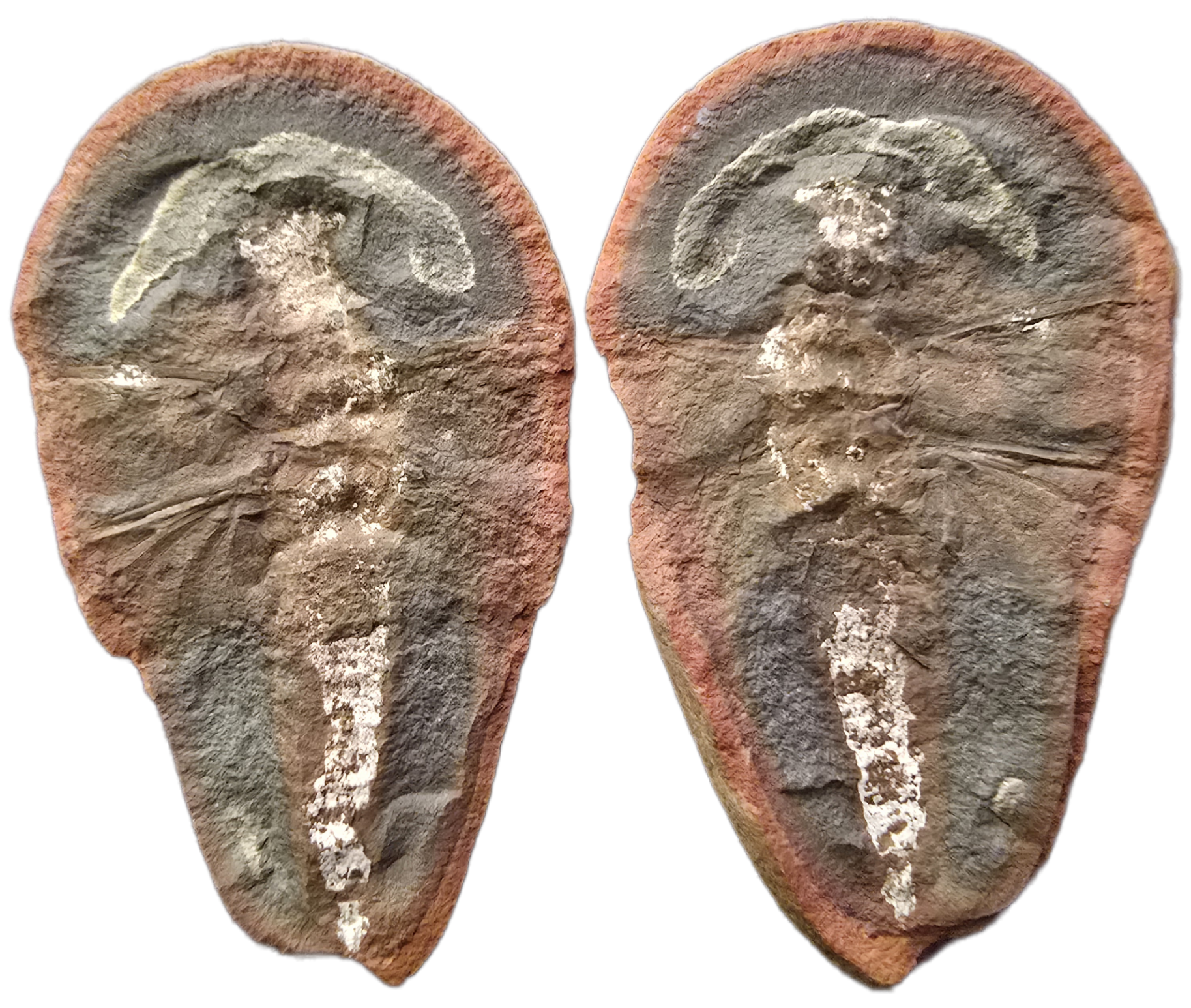 Fossil Friday #315: Eubleptus danielsi