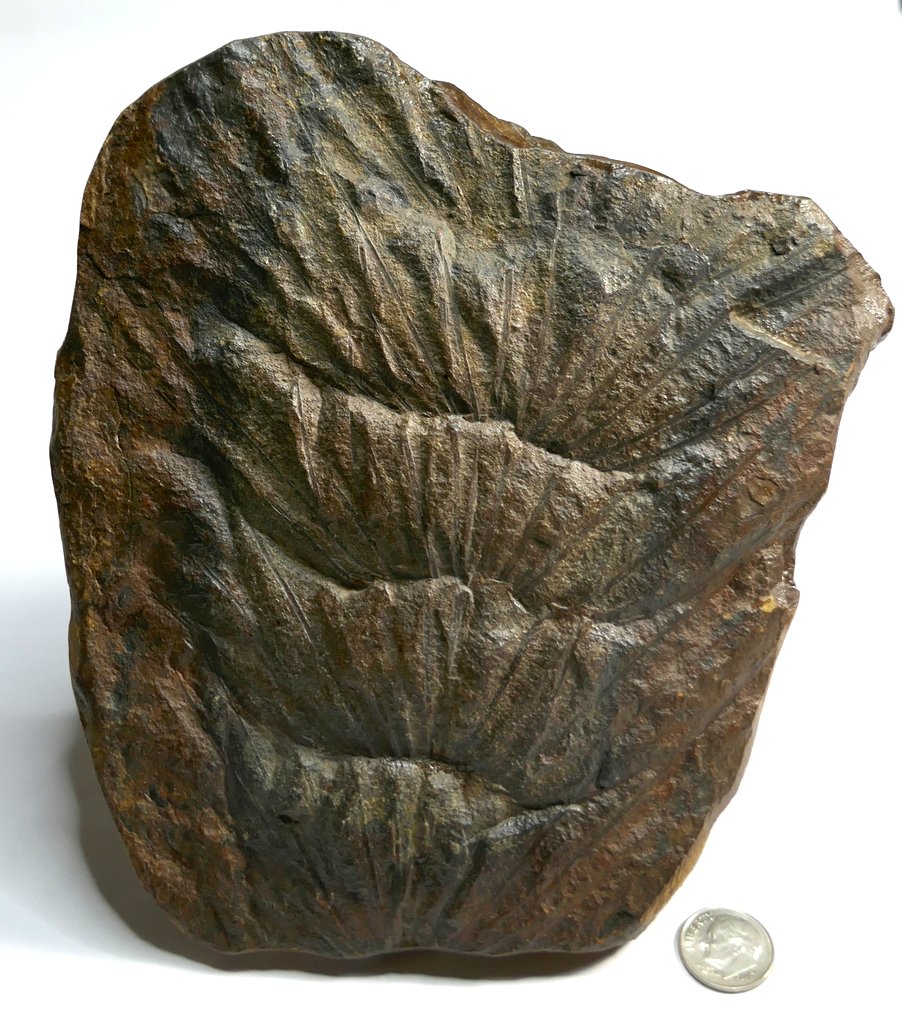 Mazon Monday #322: Asterophyllites longifolius