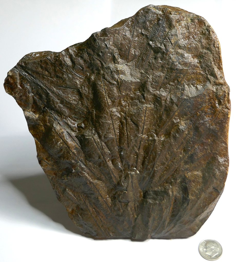 Fossil Friday #316: Asterophyllites longifolius