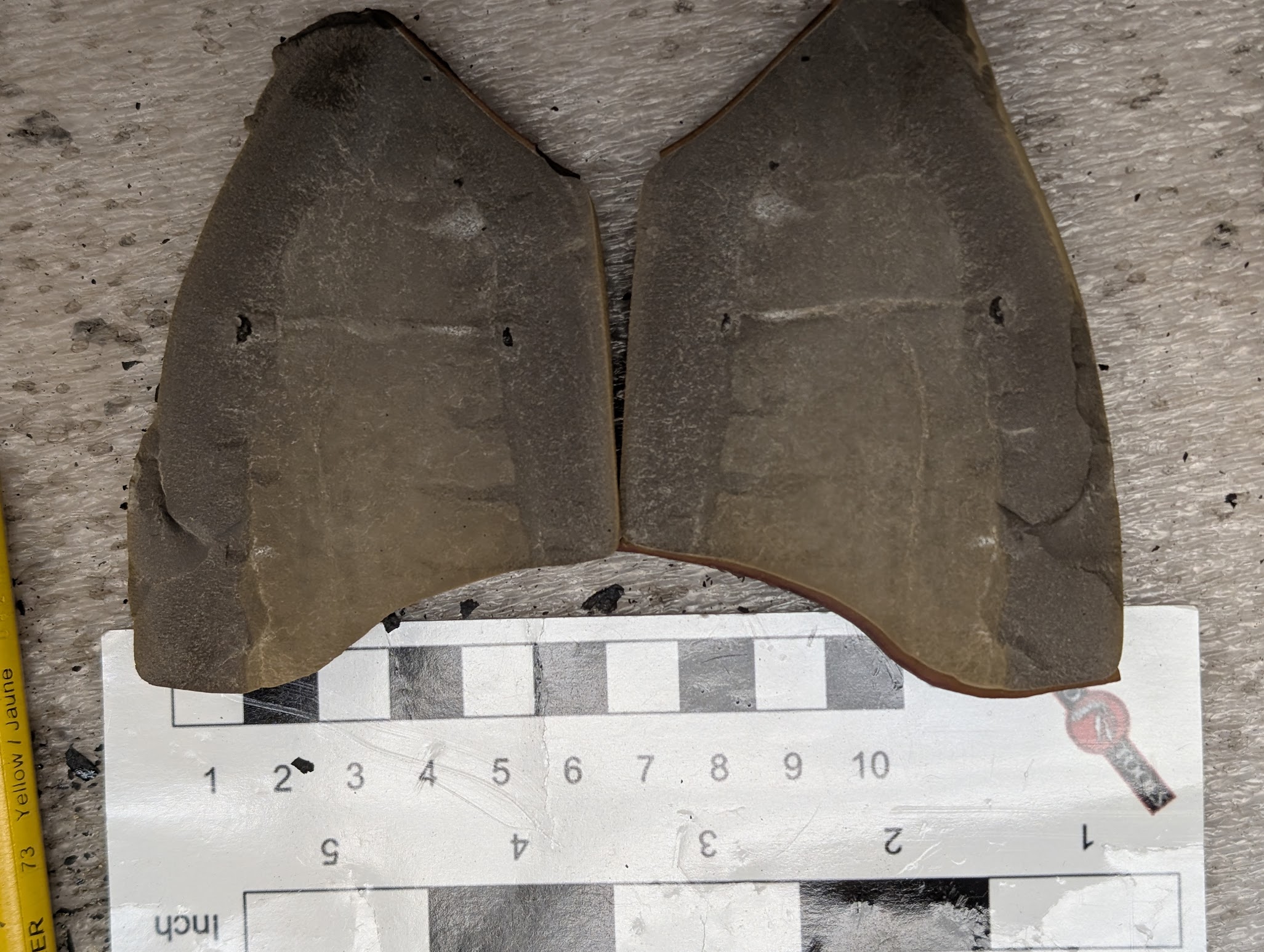Fossil Friday #319: First Tully!
