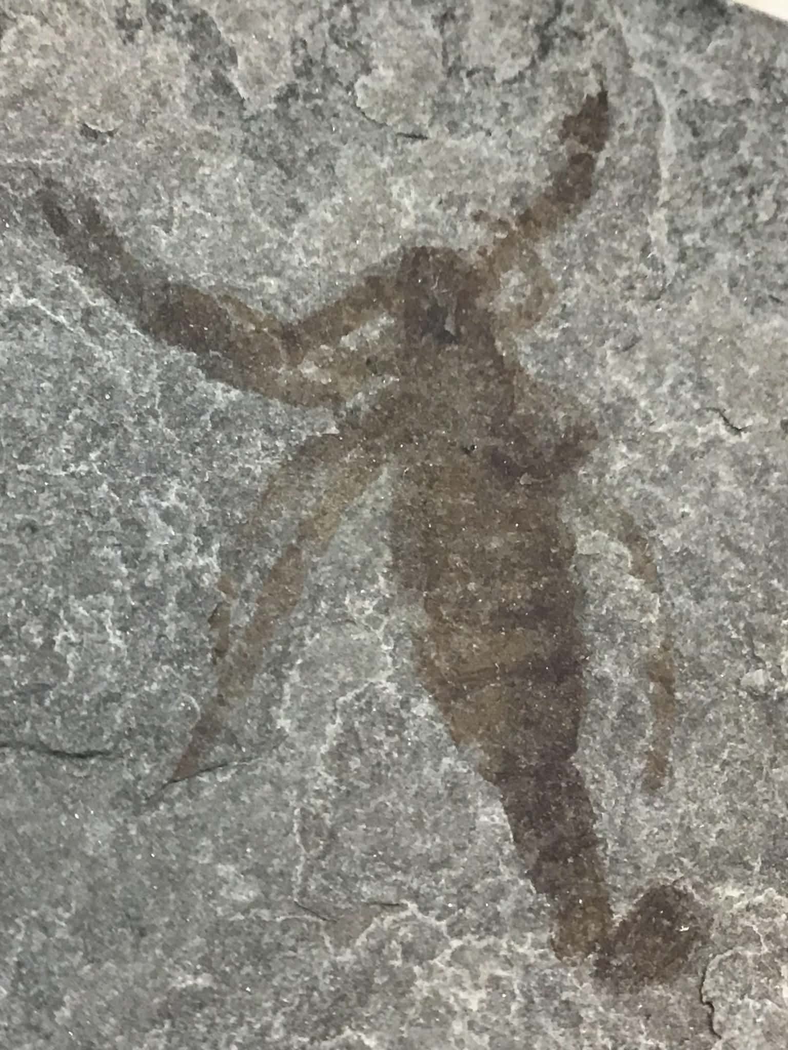 Fossil Friday #317: Silurian Aquatic Scorpion From the Kokomo Limestone